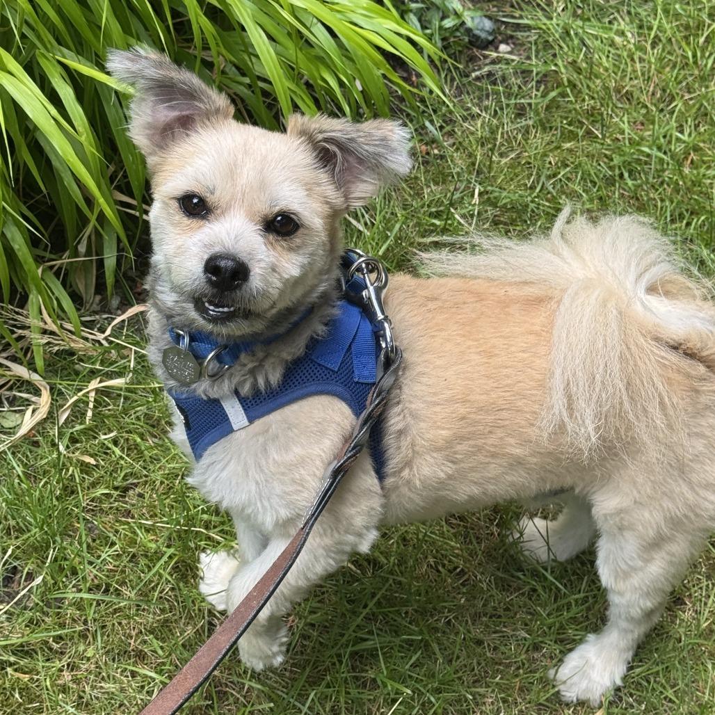 Berry, Adoptable, Adult Male Lhasa Apso & Pomeranian.