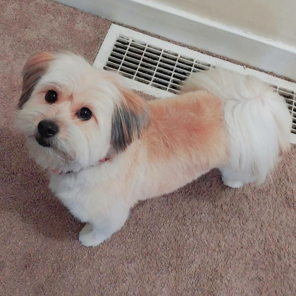 Berry, Adoptable, Adult Male Lhasa Apso & Pomeranian.