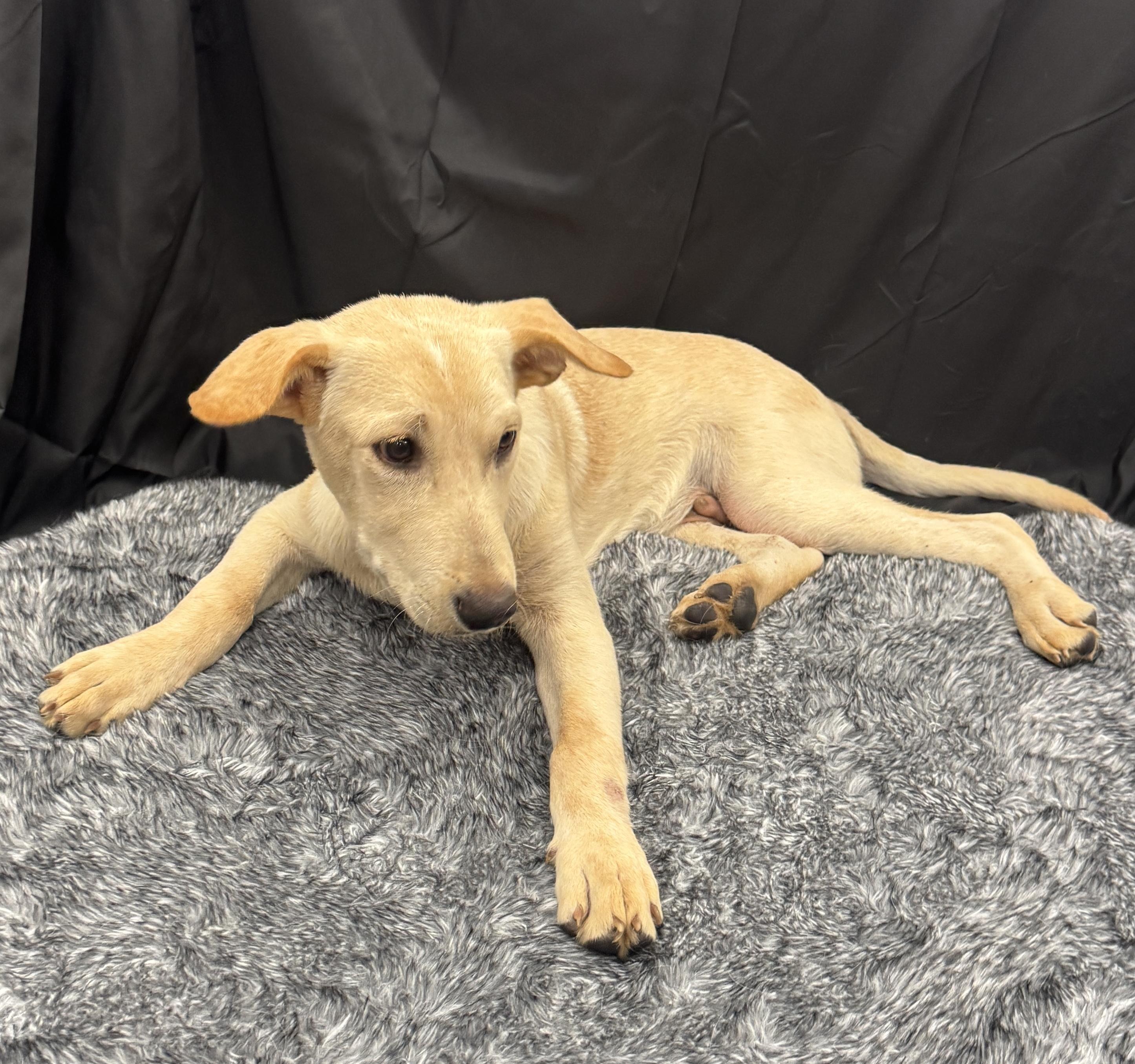 Enlarge Willie, a Adoptable mixed breed in Plano, TX image 2/2