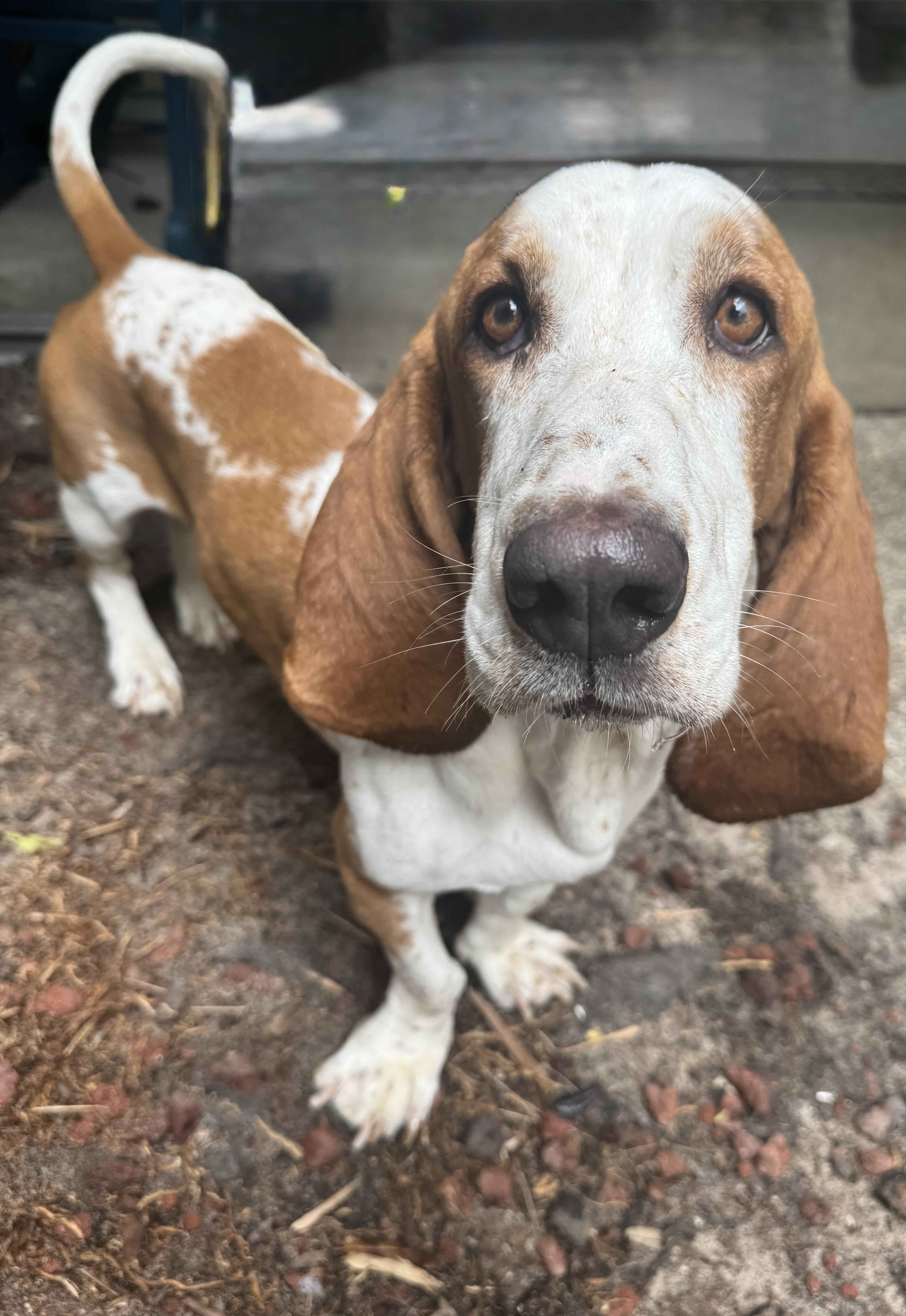 Enlarge Charlie, an adopted Basset Hound in Navarre, FL image 2/6