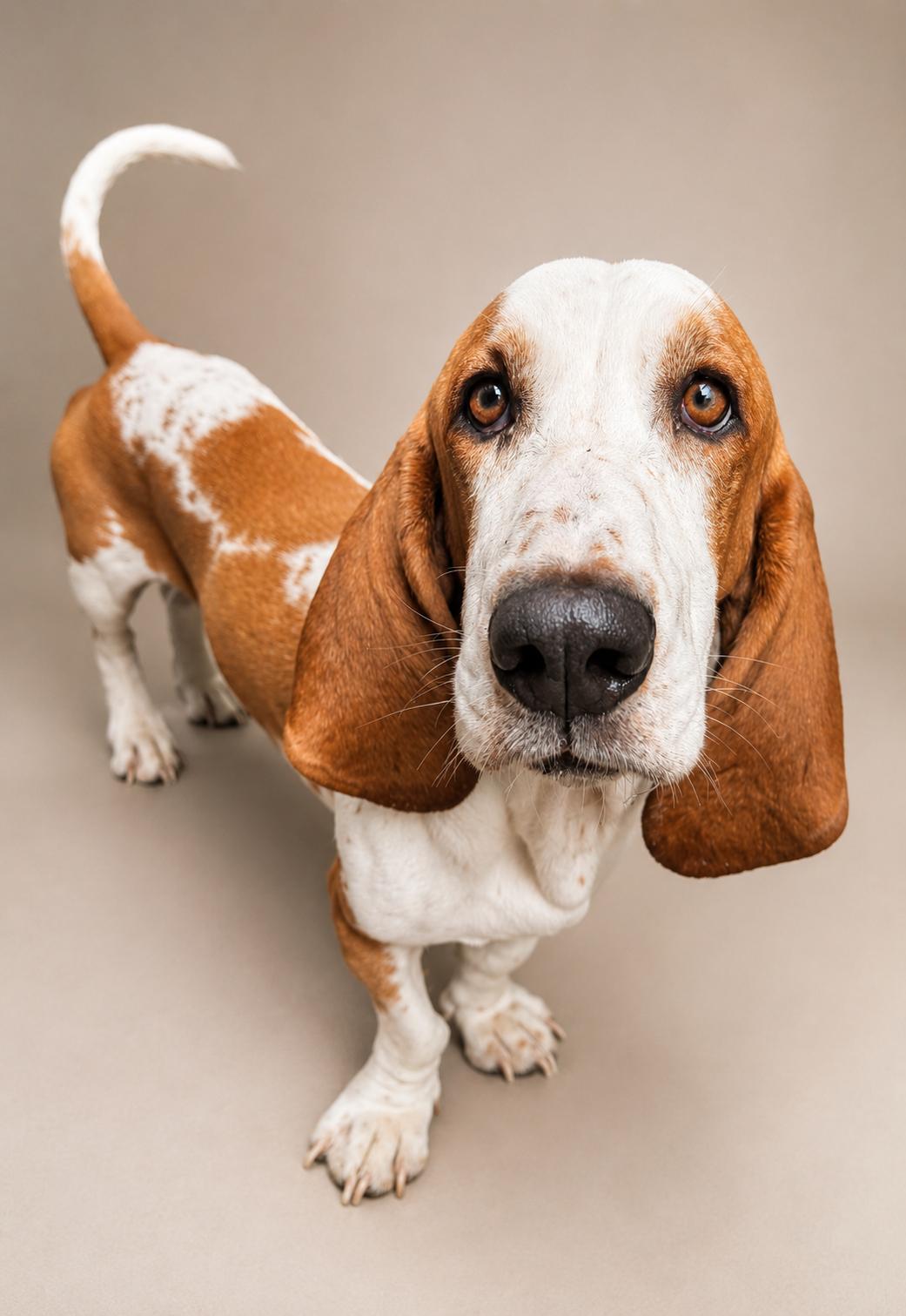 Enlarge Charlie, an adopted Basset Hound in Navarre, FL image 1/6