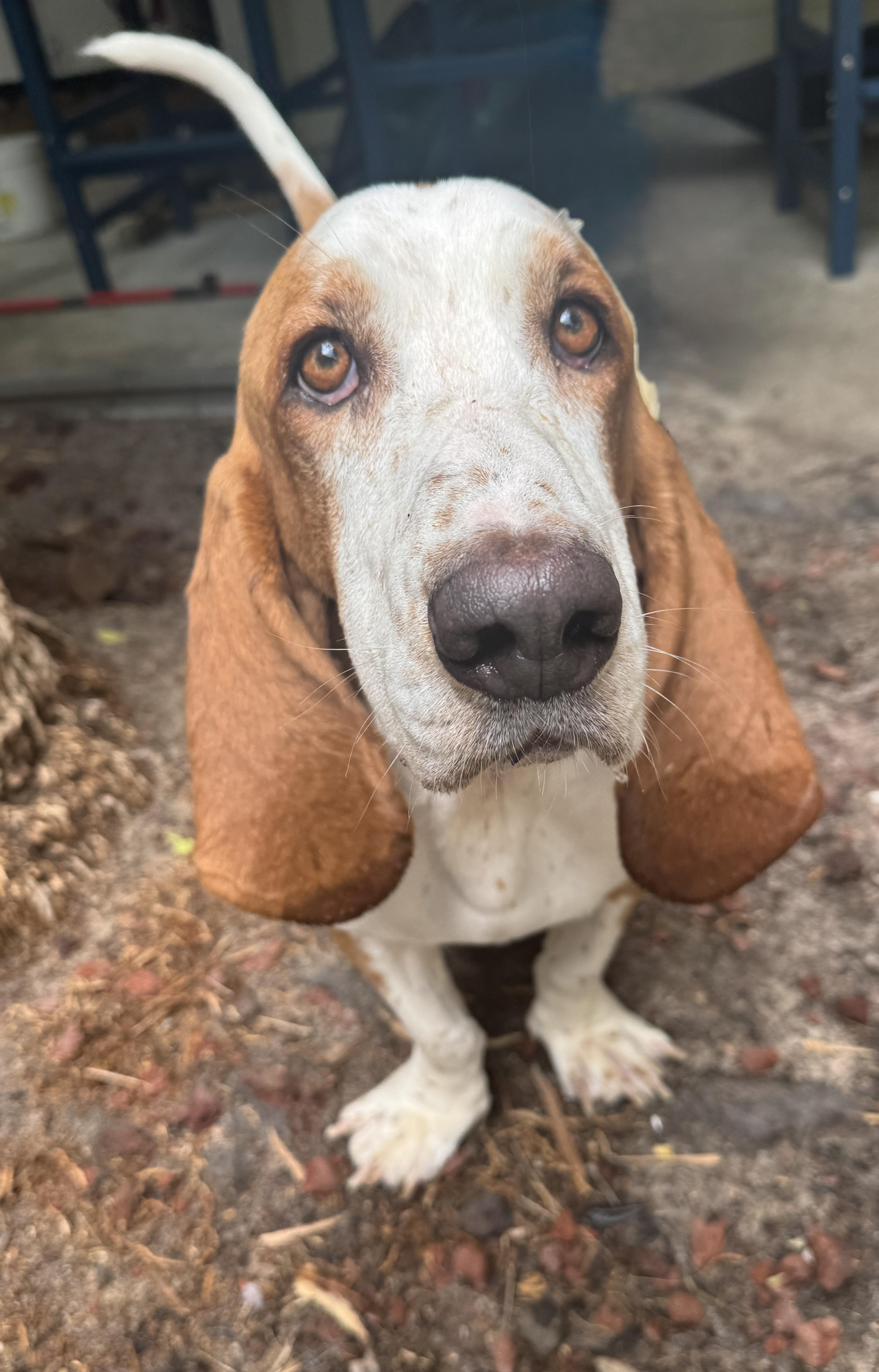 Enlarge Charlie, an adopted Basset Hound in Navarre, FL image 4/6