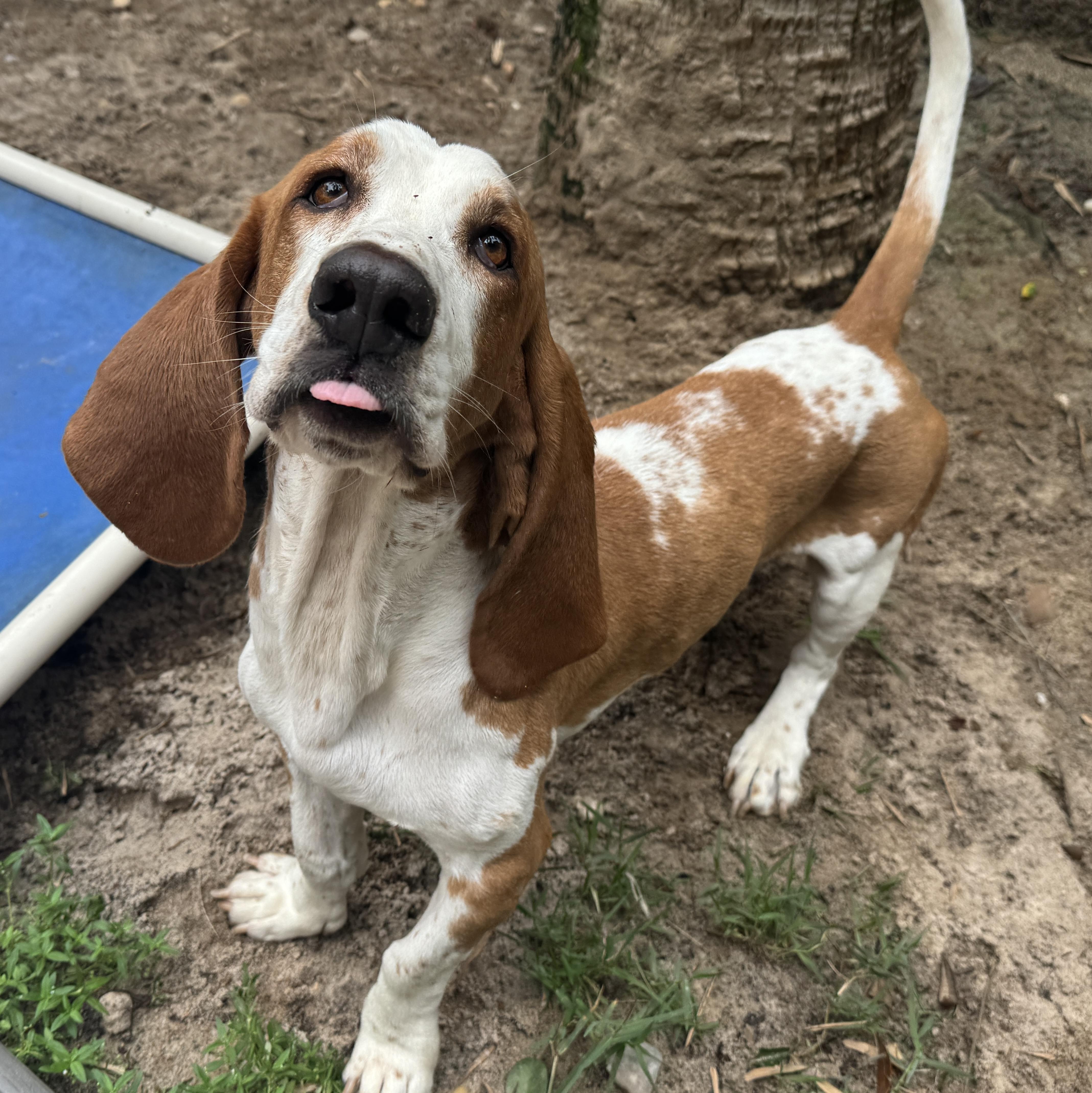 Enlarge Charlie, an adopted Basset Hound in Navarre, FL image 3/6