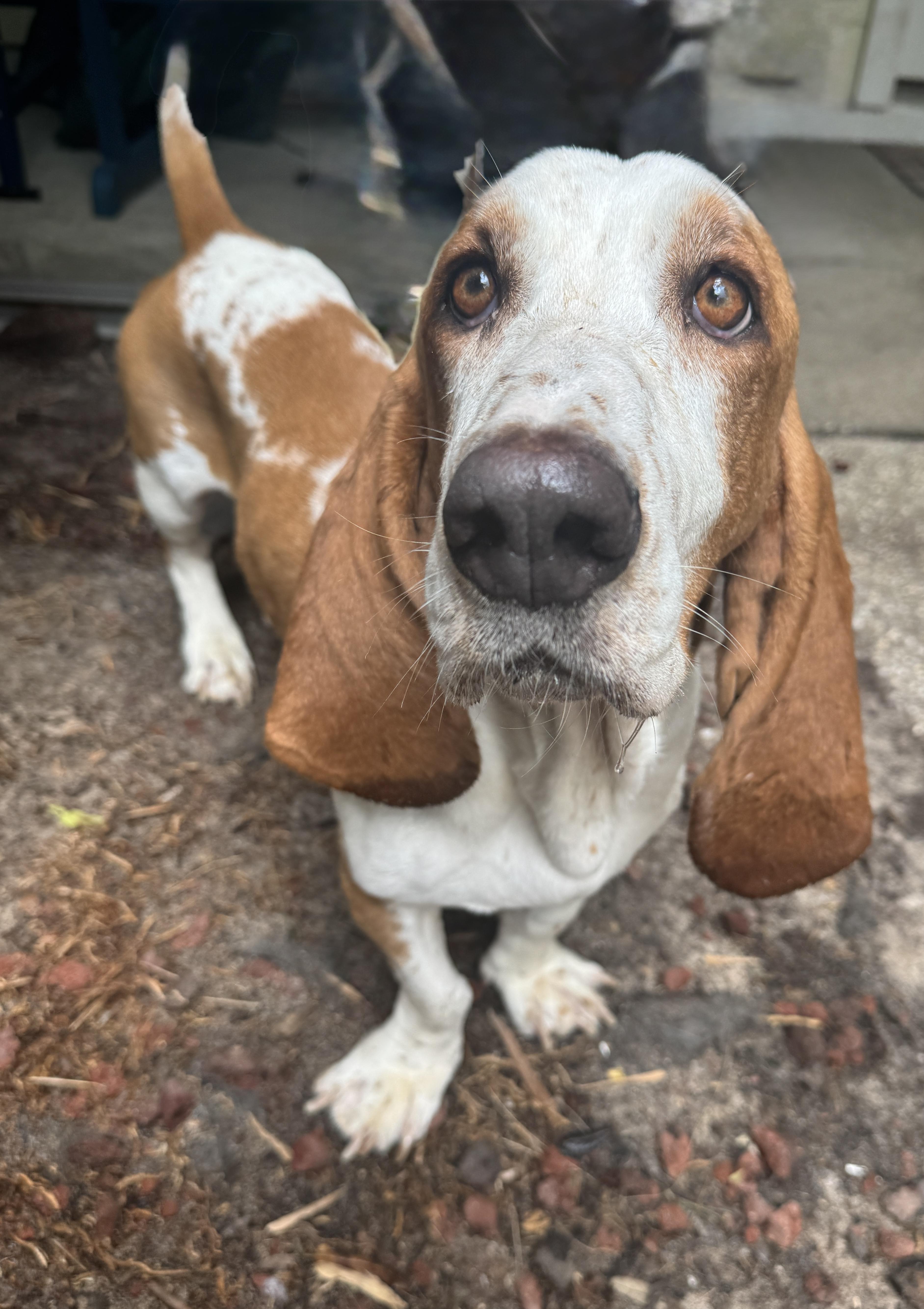 Enlarge Charlie, an adopted Basset Hound in Navarre, FL image 5/6