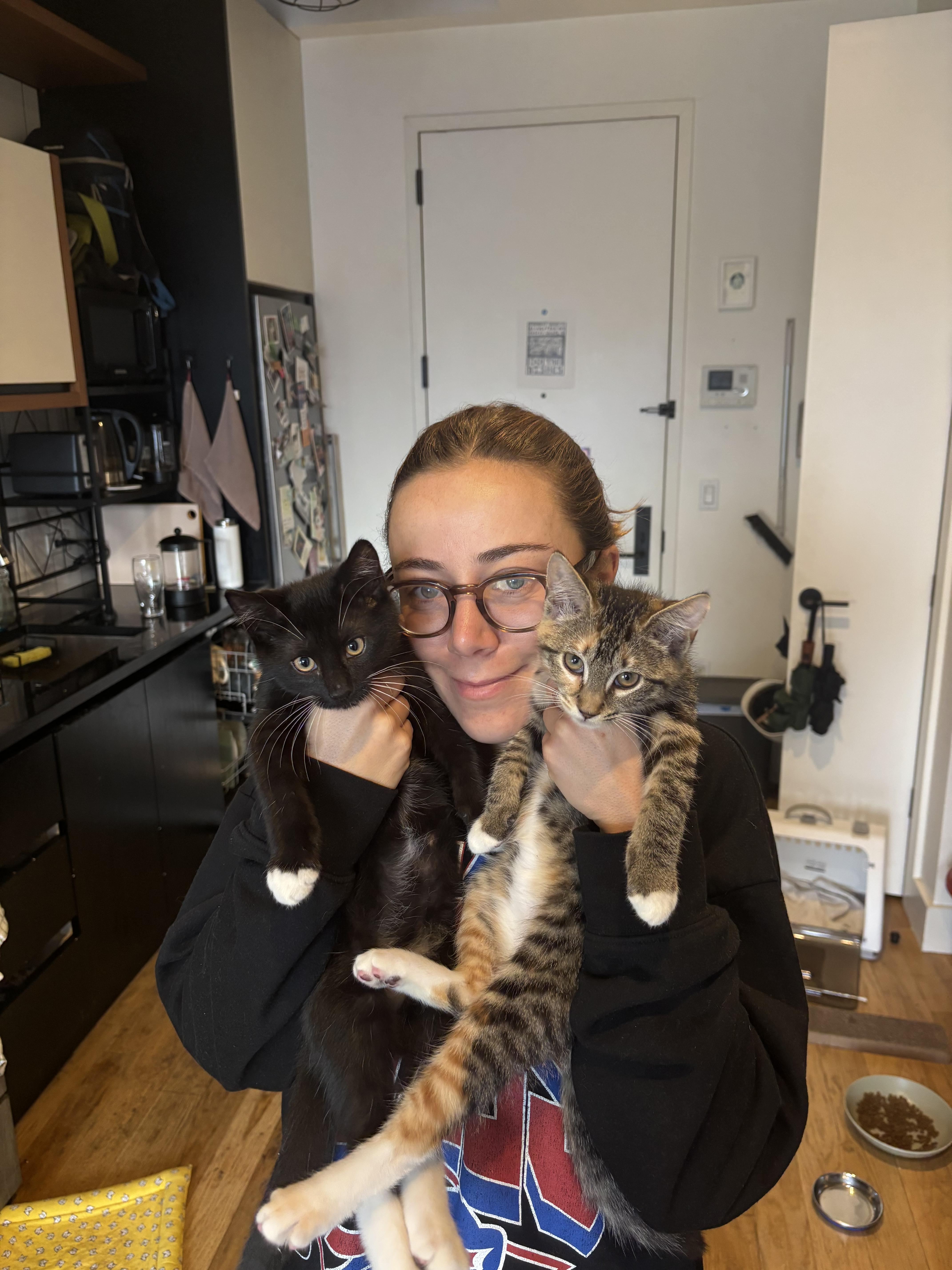 Enlarge Sewphie and Bobbins , a ADOPTABLE Domestic Short Hair in Brooklyn, NY image 1/1