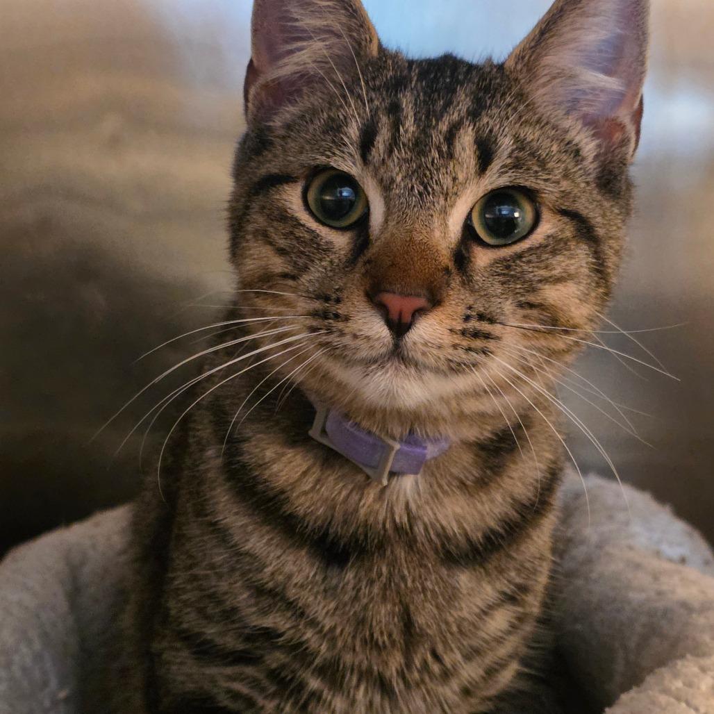 Alex, a Adoptable Domestic Short Hair in Glenfield, NY image 1/4