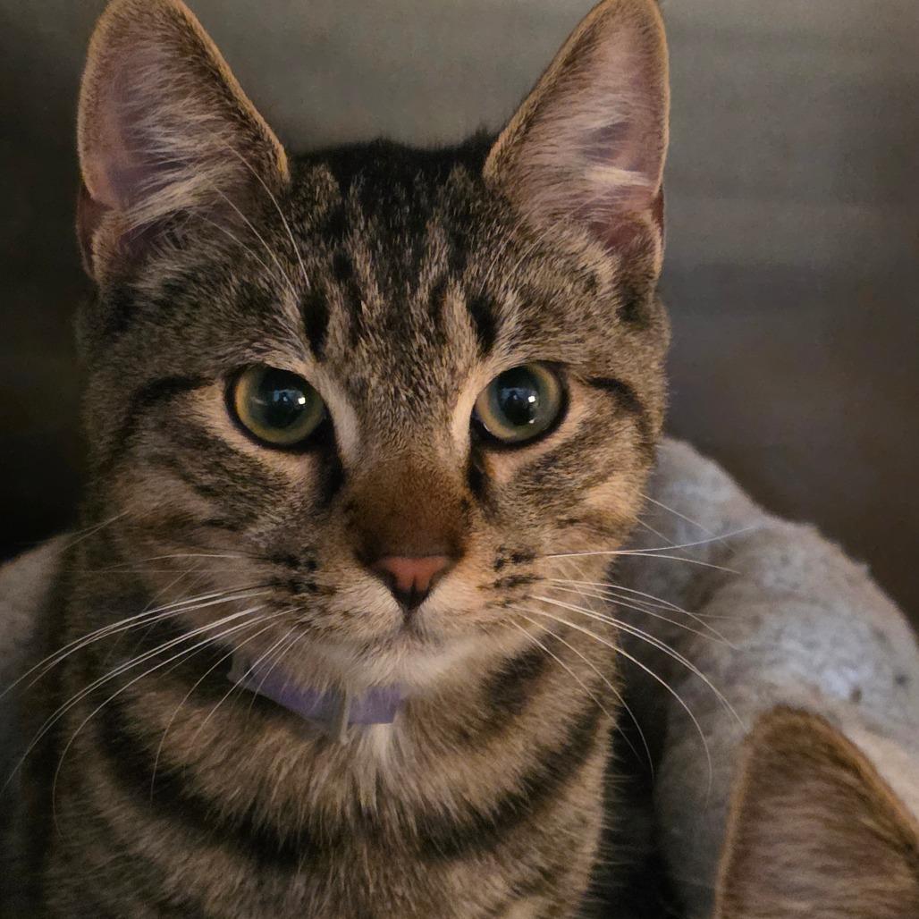 Alex, a Adoptable Domestic Short Hair in Glenfield, NY image 2/4