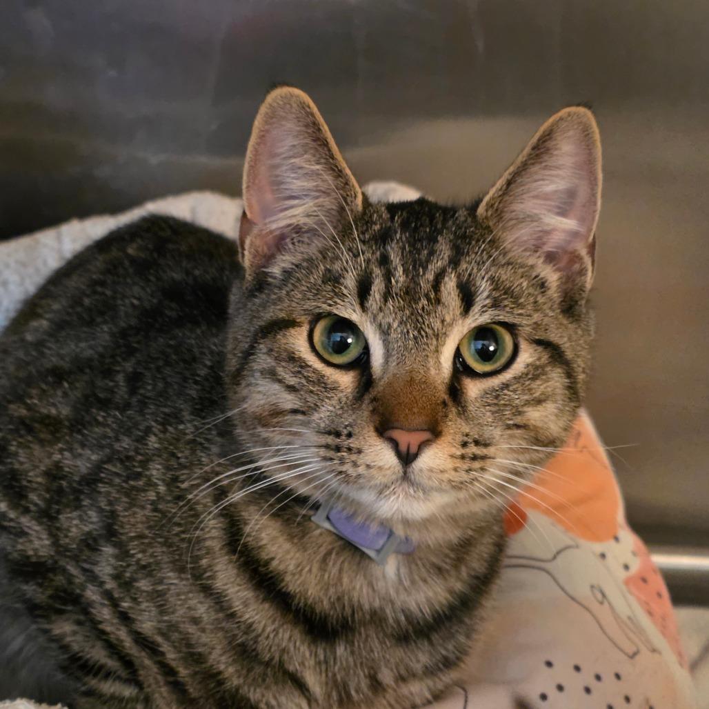 Alex, a Adoptable Domestic Short Hair in Glenfield, NY image 3/4