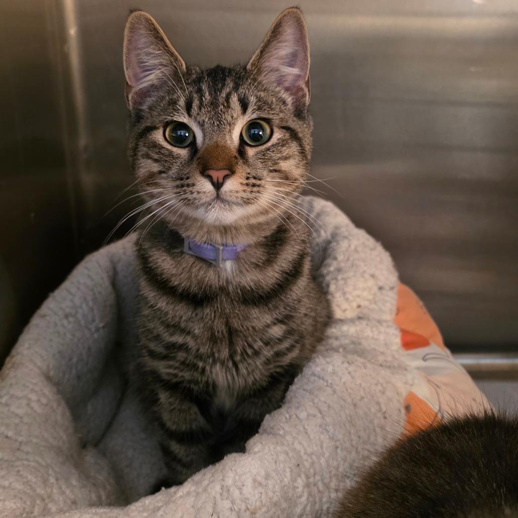 Alex, a Adoptable Domestic Short Hair in Glenfield, NY image 4/4