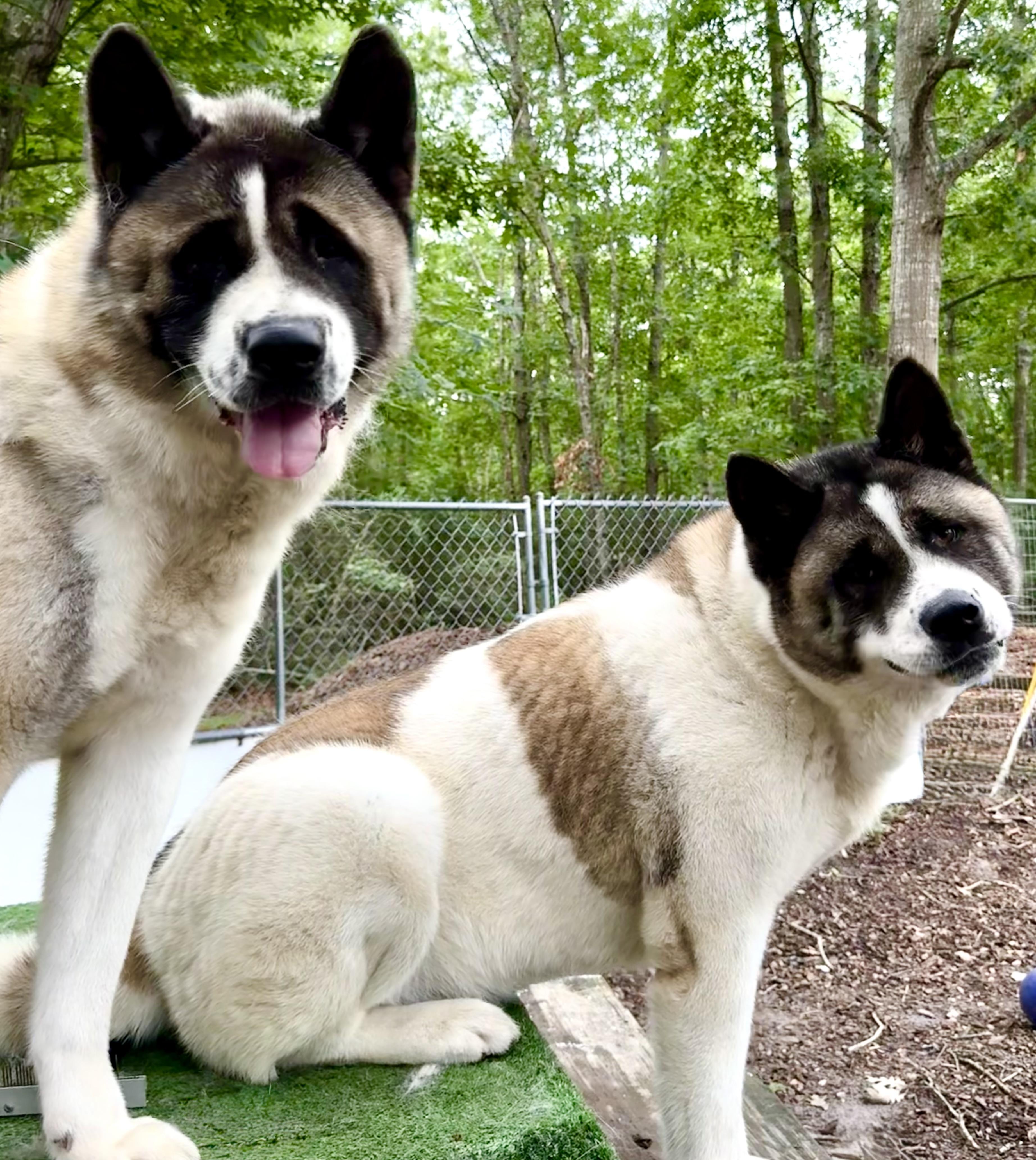 Enlarge Gigi & Kobe , a ADOPTABLE Akita in Toms River, NJ image 4/4