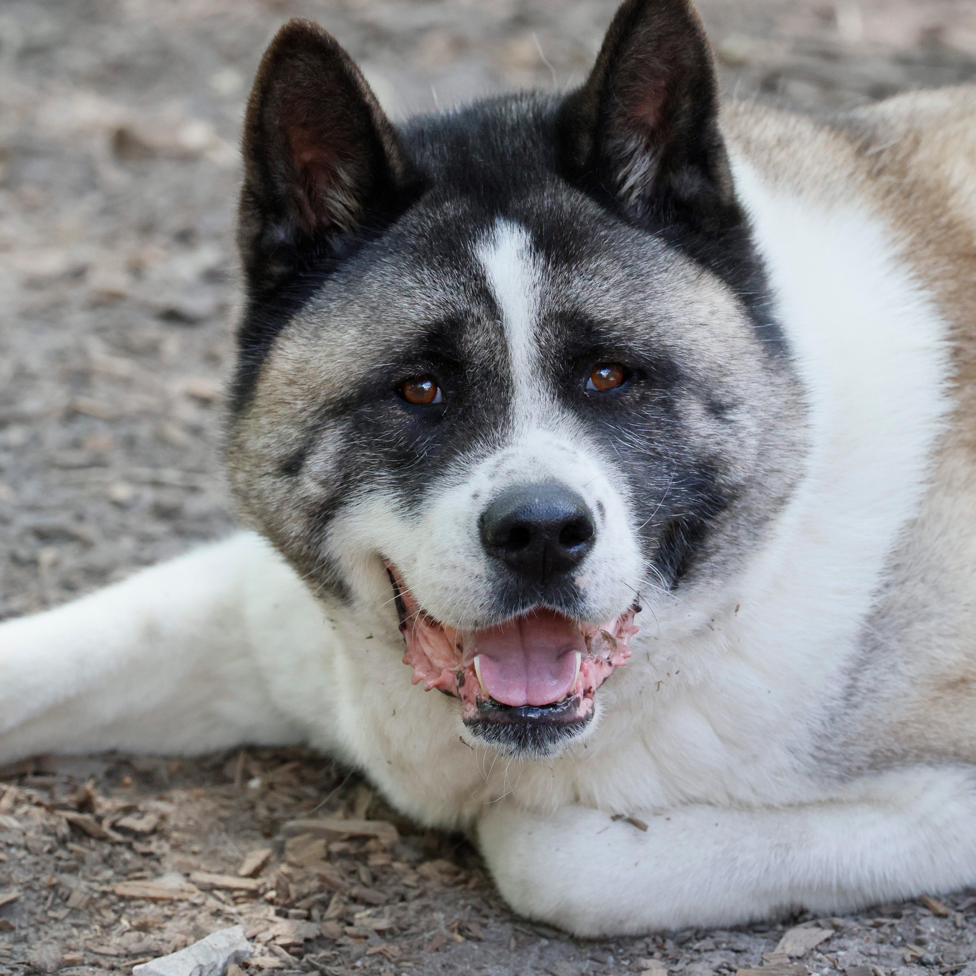 Enlarge Gigi & Kobe , a ADOPTABLE Akita in Toms River, NJ image 2/4