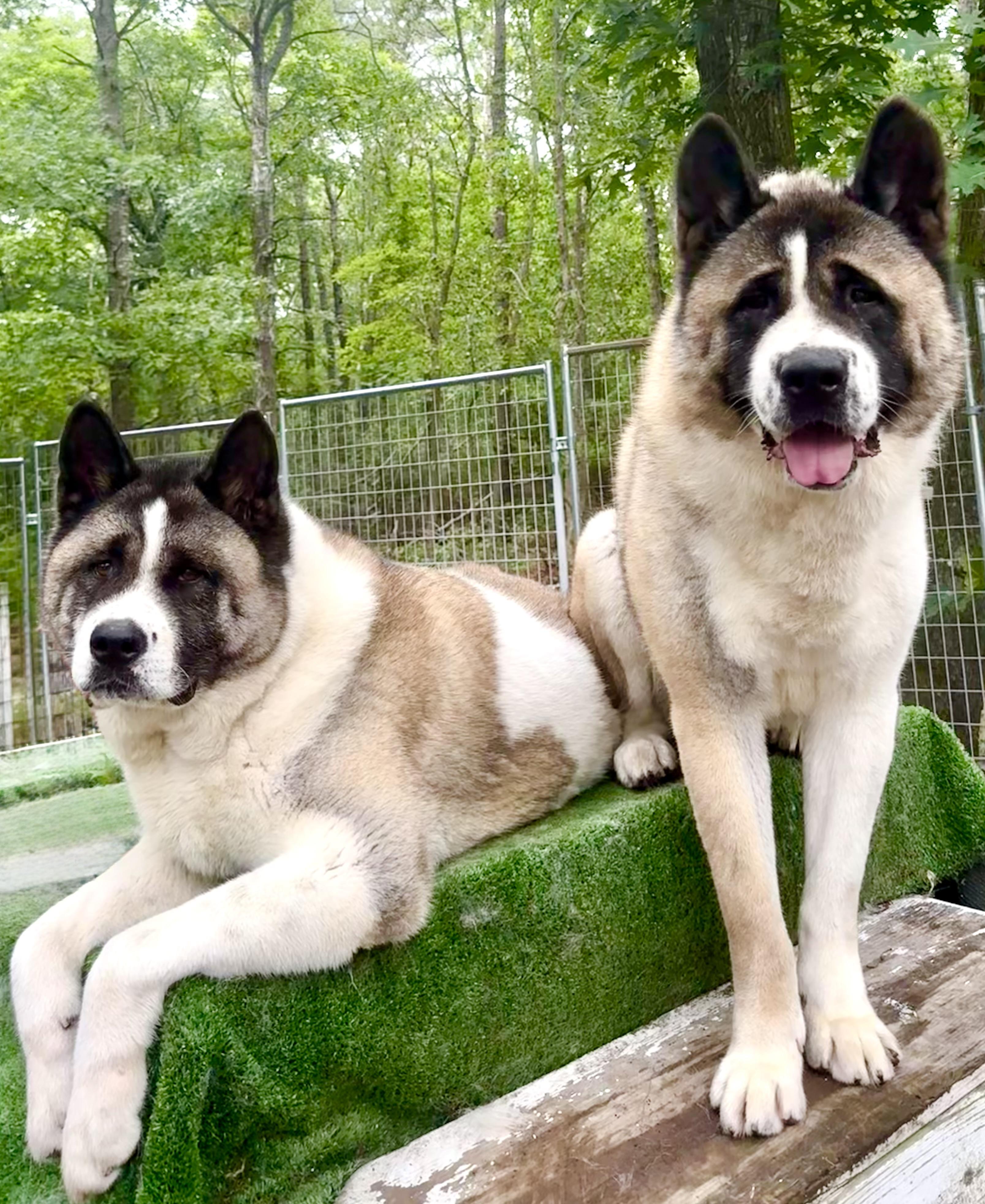 Gigi & Kobe , ADOPTABLE, Adult Male Akita.