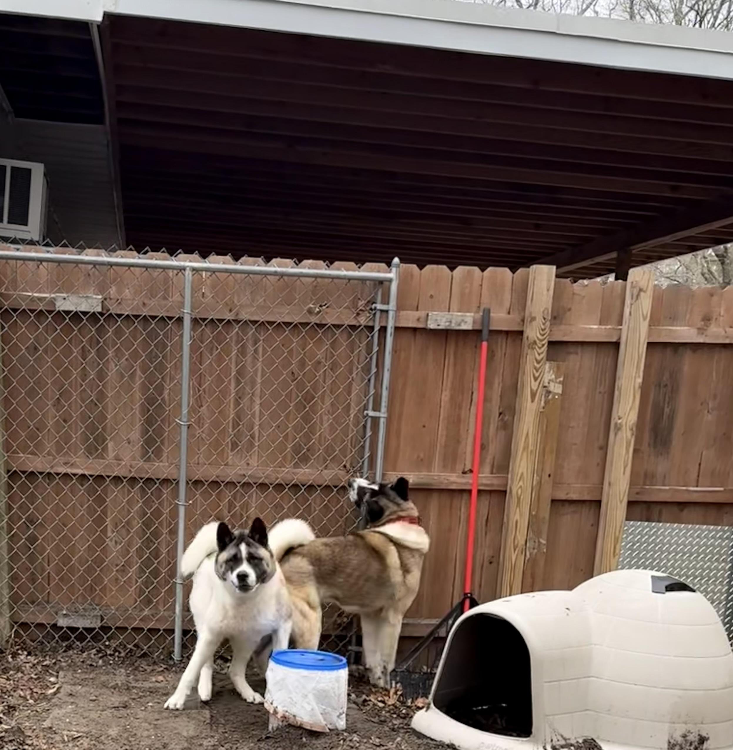 Enlarge Gigi & Kobe , a ADOPTABLE Akita in Toms River, NJ image 3/5