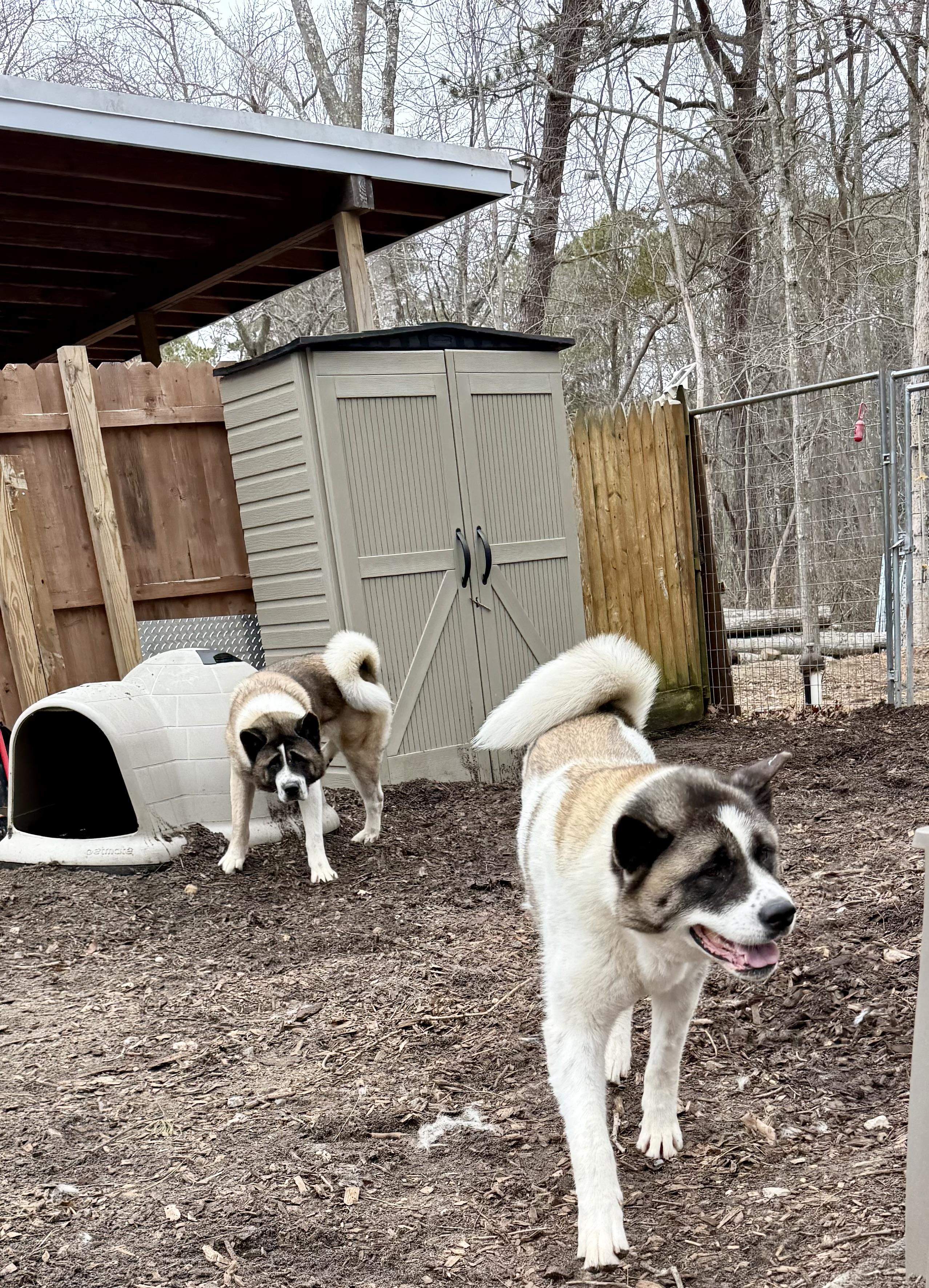Enlarge Gigi & Kobe , a ADOPTABLE Akita in Toms River, NJ image 2/5
