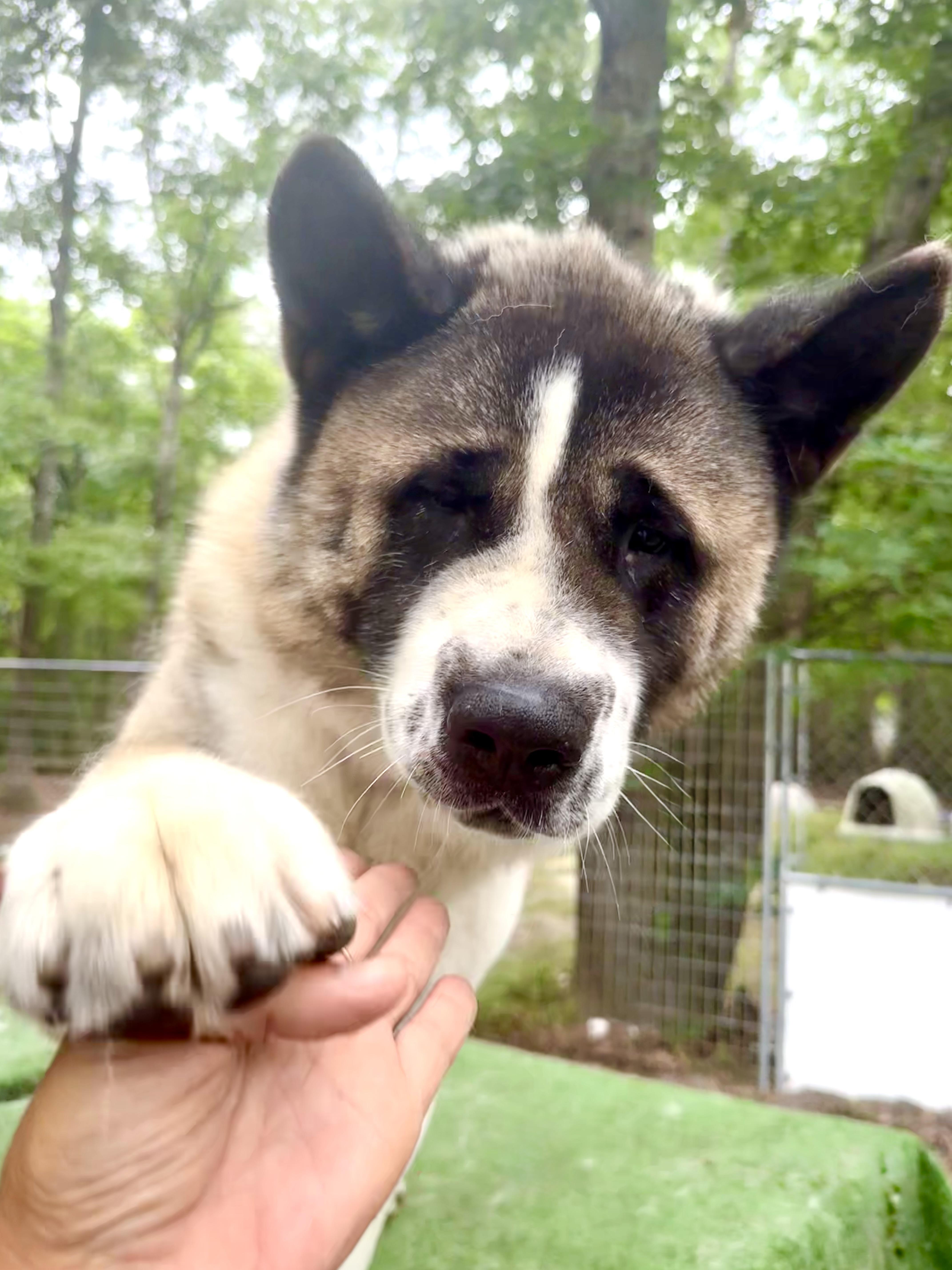 Enlarge Gigi & Kobe , a ADOPTABLE Akita in Toms River, NJ image 3/4
