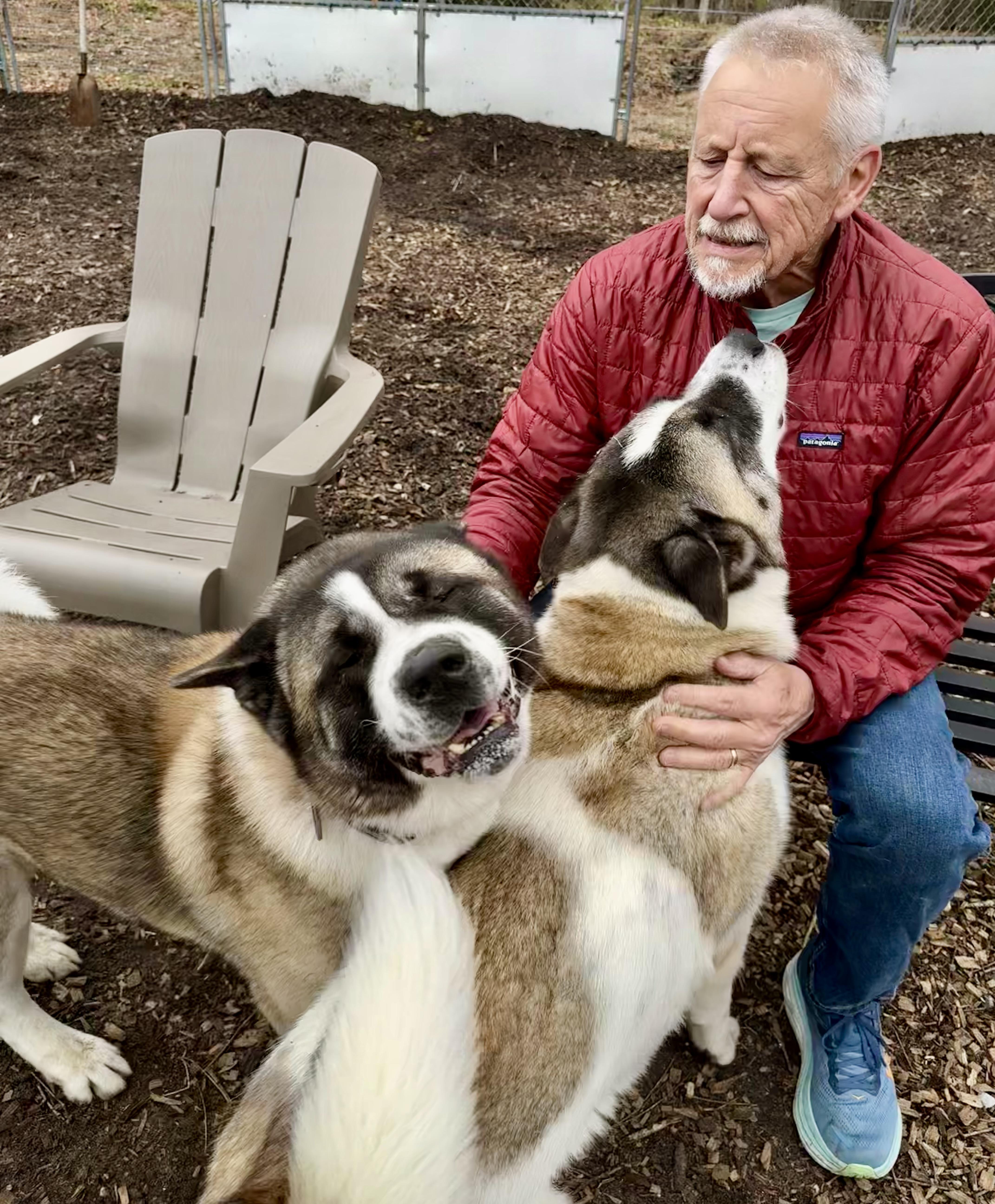 Gigi & Kobe , ADOPTABLE, Adult Male Akita.