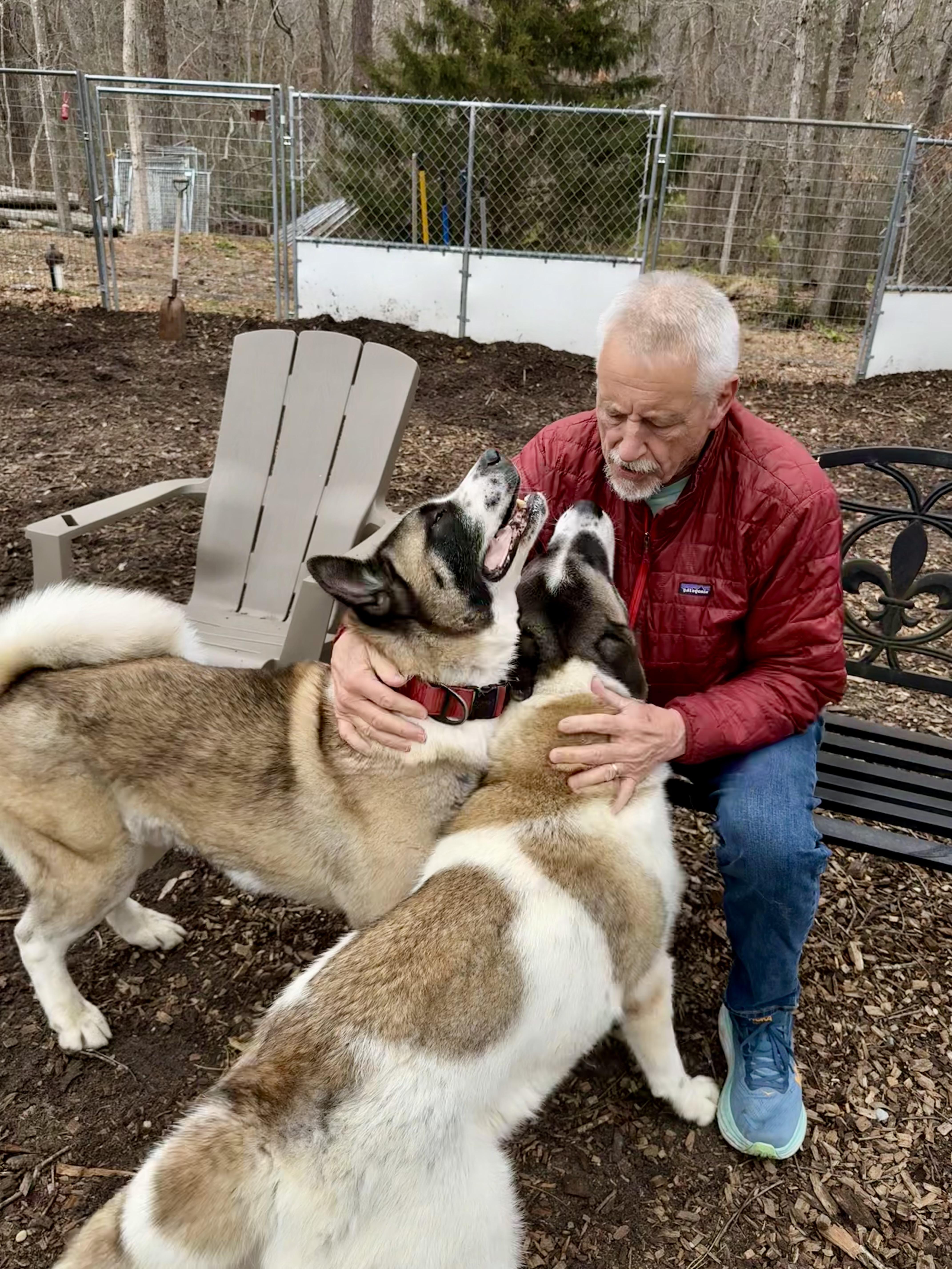 Enlarge Gigi & Kobe , a ADOPTABLE Akita in Toms River, NJ image 5/5