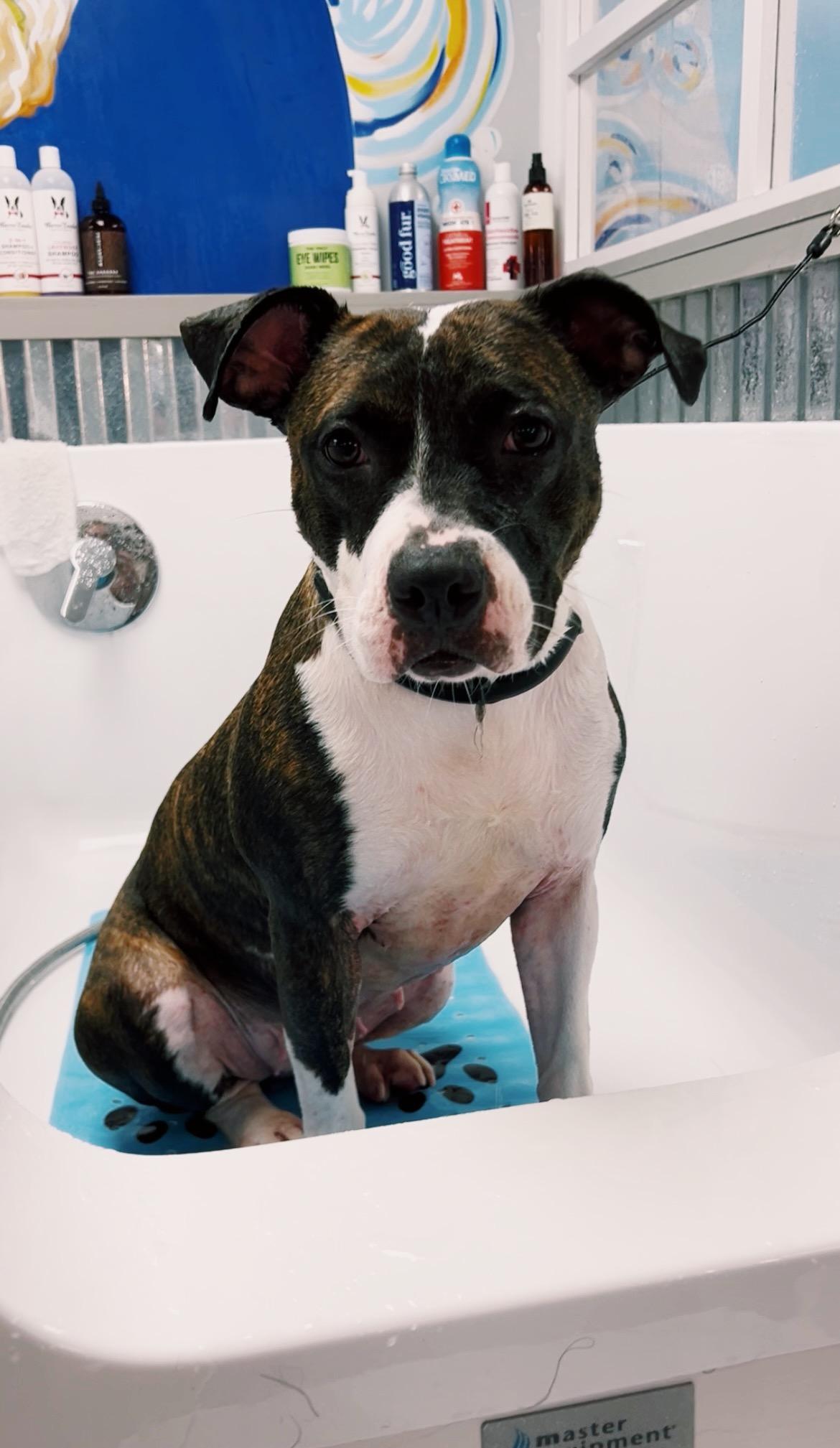 Enlarge Josie, a Adoptable mixed breed in Bixby, OK image 2/3