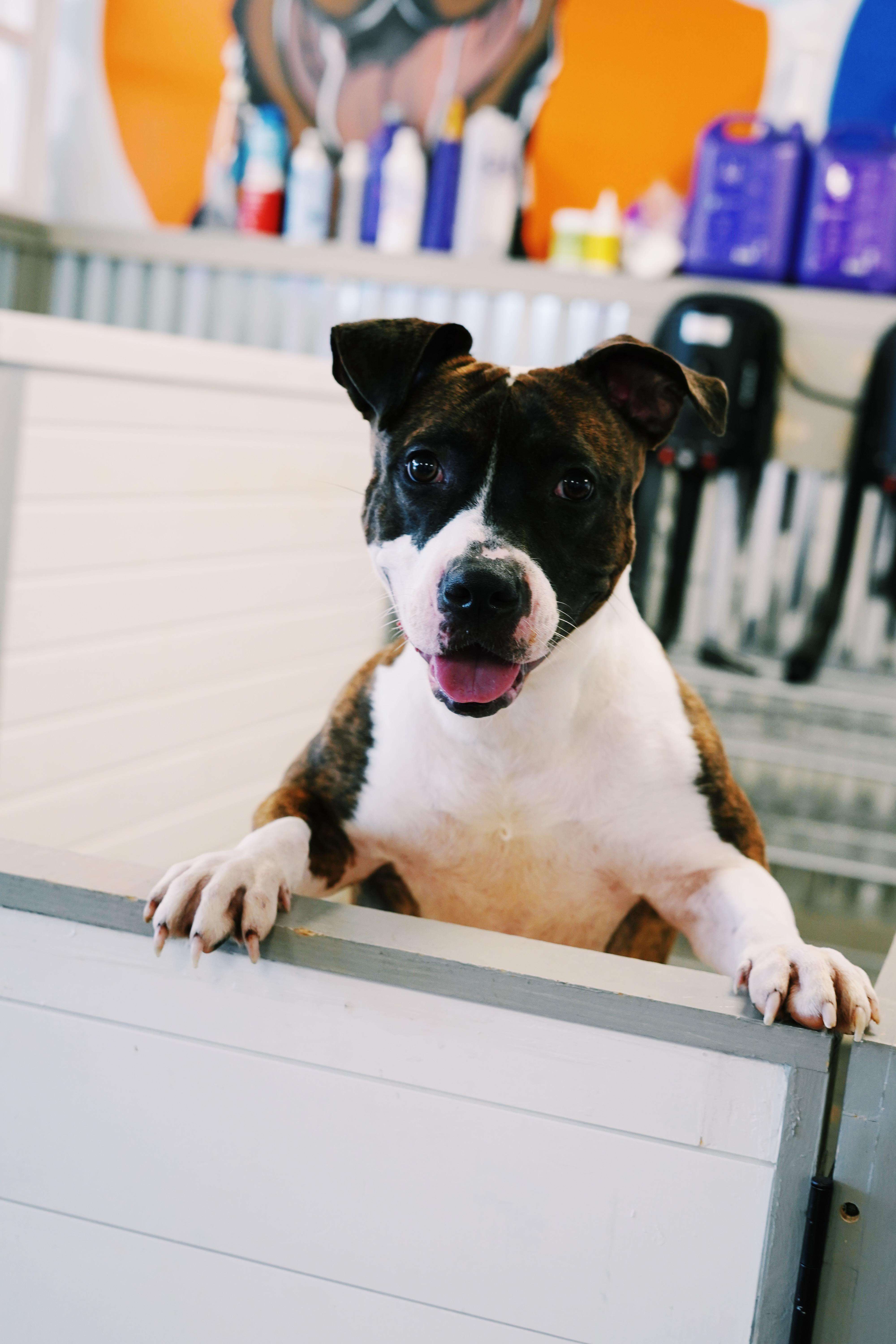 Enlarge Josie, a Adoptable mixed breed in Bixby, OK image 1/3