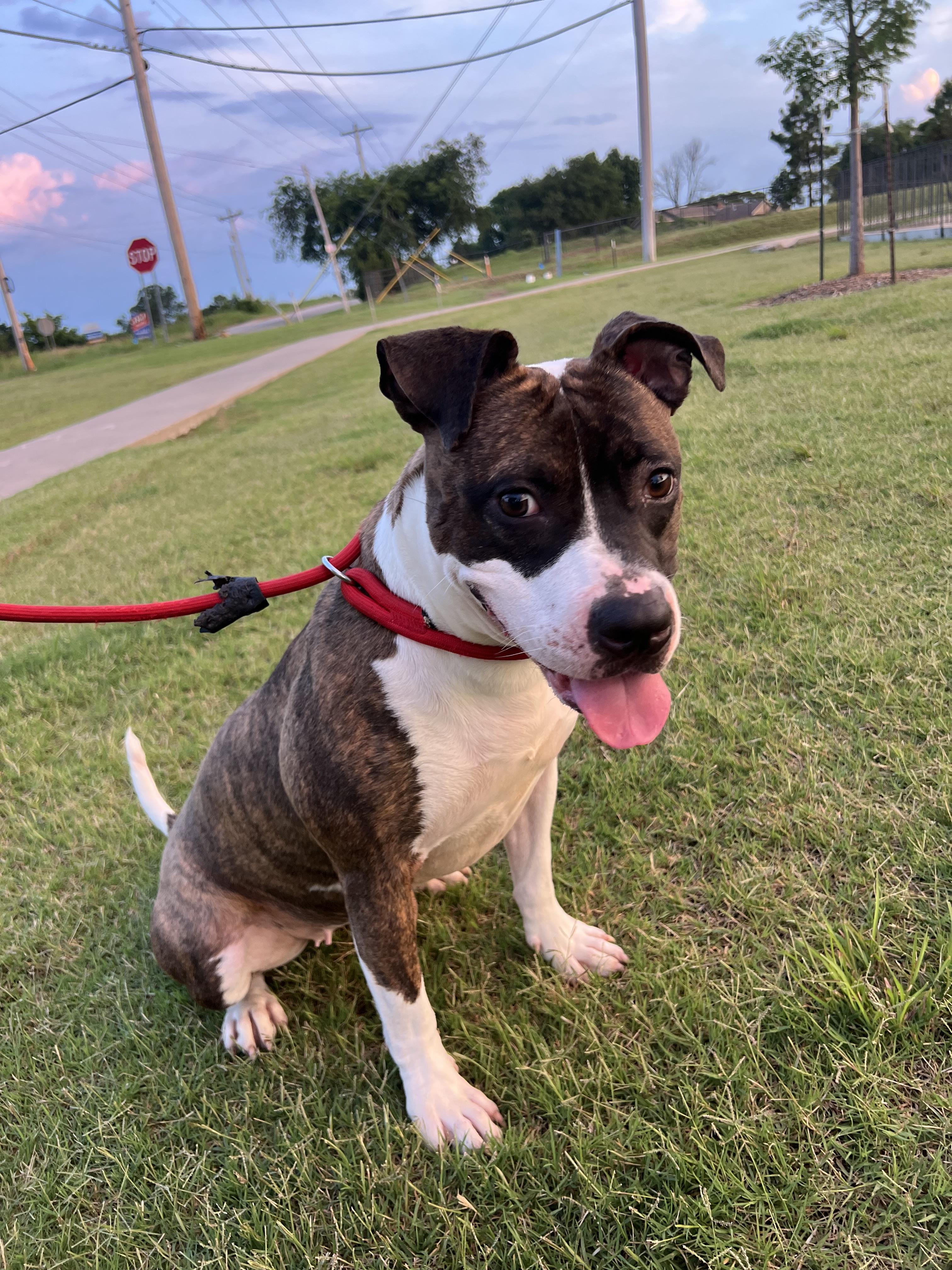 Enlarge Josie, a Adoptable mixed breed in Bixby, OK image 3/3