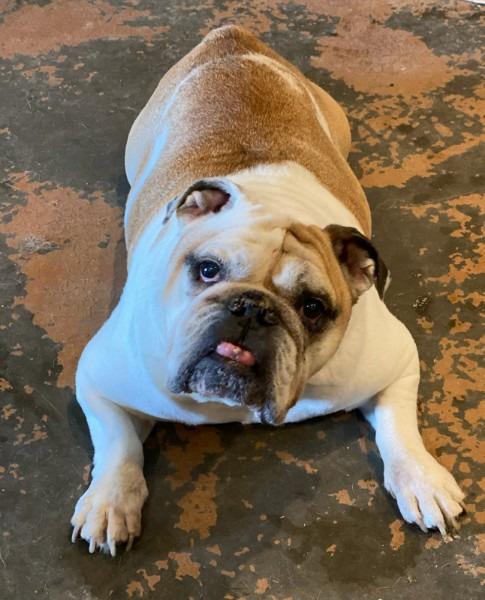 Otis, Adopted, Senior Male English Bulldog.