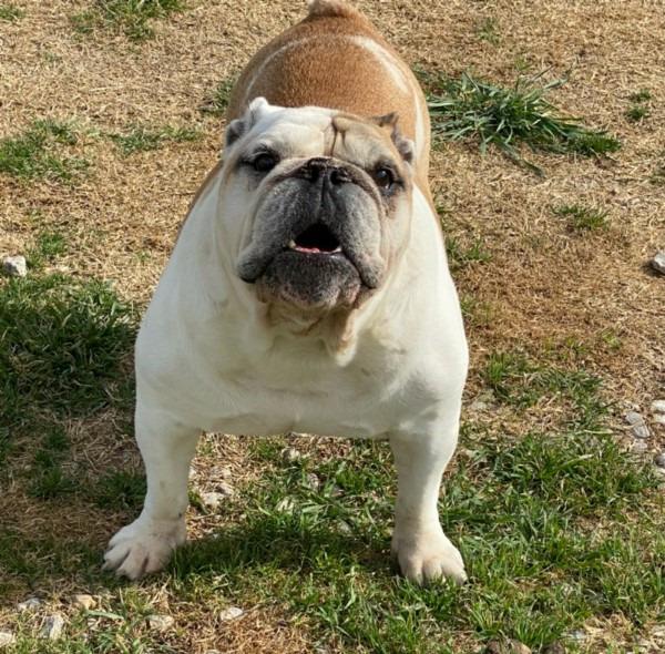 Enlarge Otis, a Adopted English Bulldog in Farmersville, TX image 2/6
