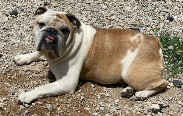 Enlarge Otis, a Adopted English Bulldog in Farmersville, TX image 3/6