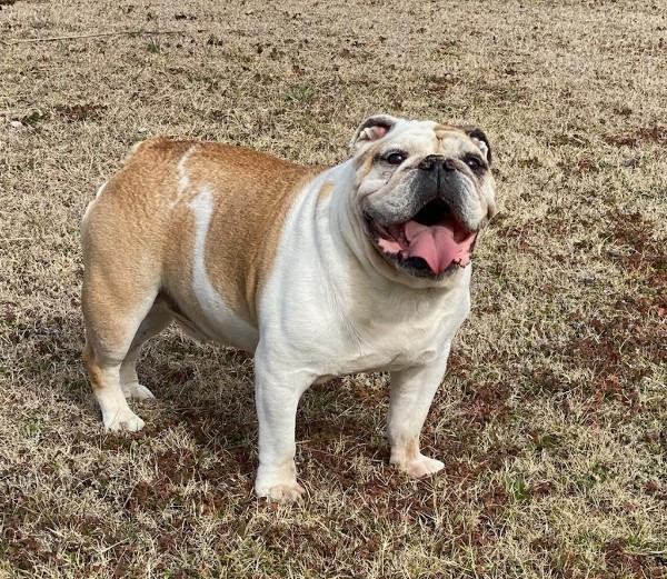 Enlarge Otis, a Adopted English Bulldog in Farmersville, TX image 4/6