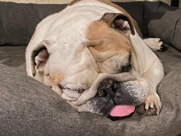 Enlarge Otis, a Adopted English Bulldog in Farmersville, TX image 5/6