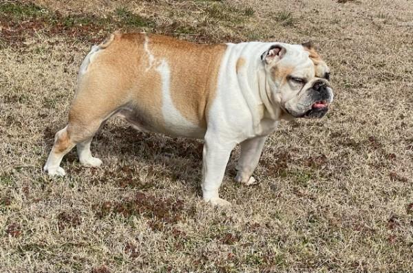 Enlarge Otis, a Adopted English Bulldog in Farmersville, TX image 6/6