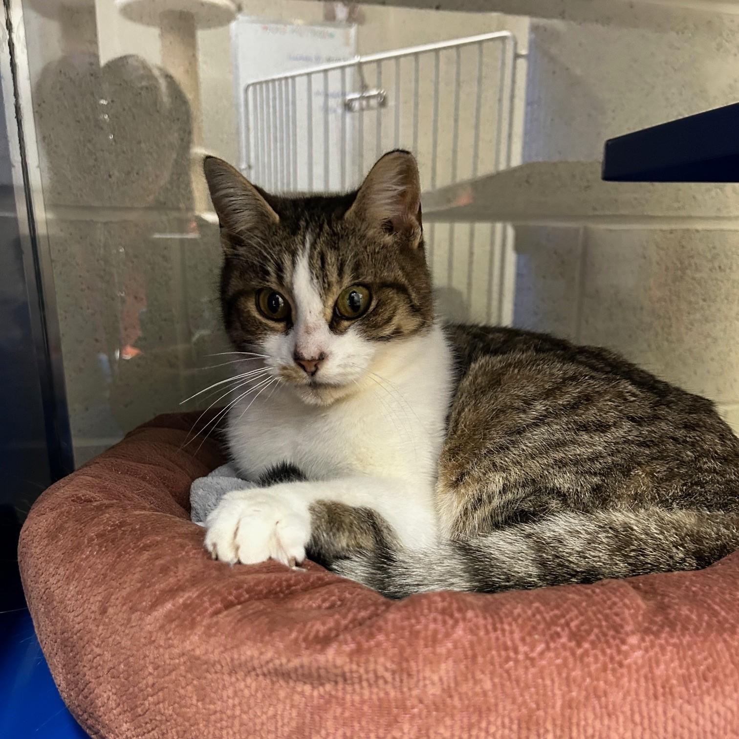 Madeline, Adoptable, Adult Female Domestic Short Hair.