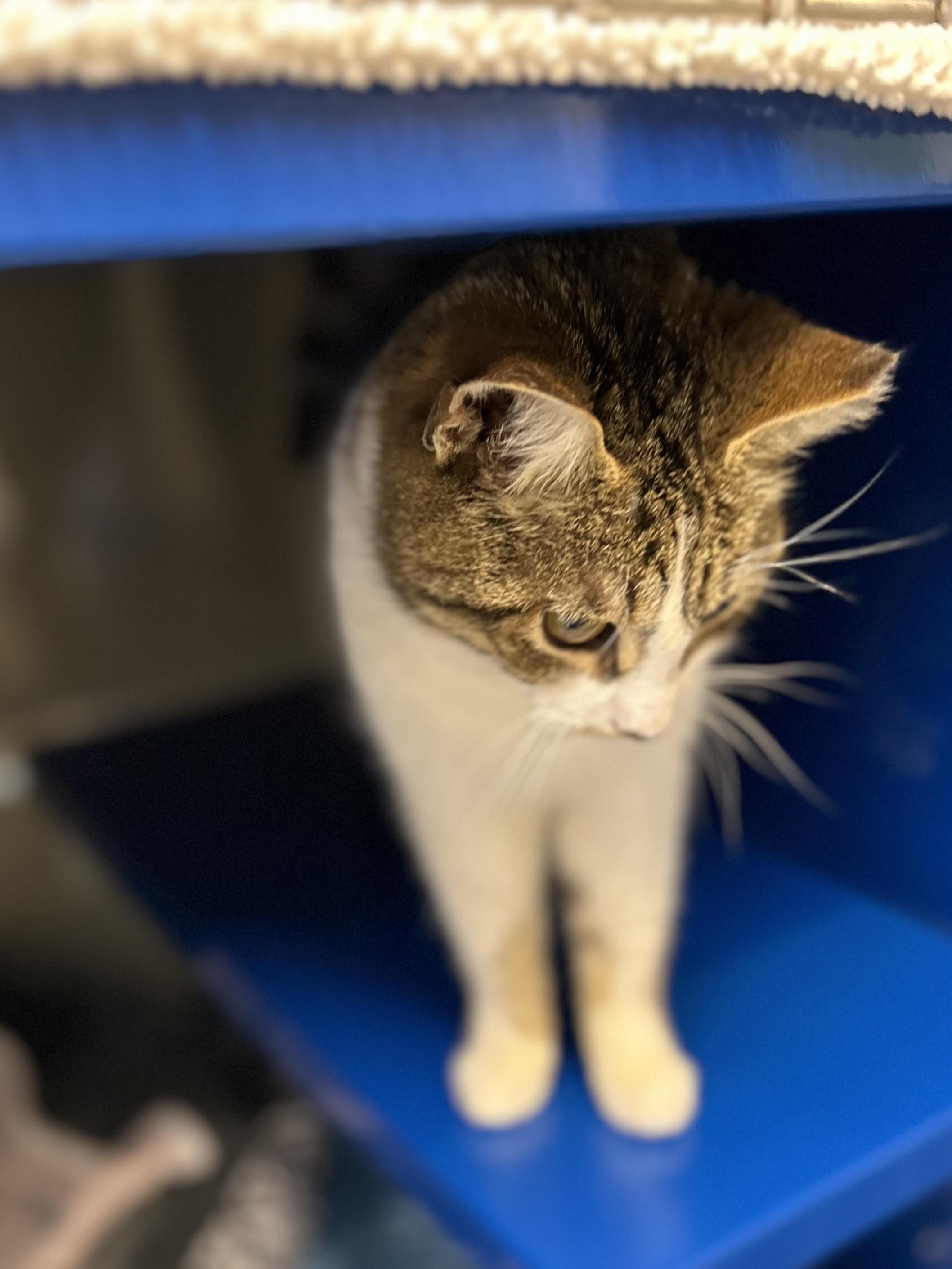 Enlarge Madeline, an adopted Domestic Short Hair in Caledon, ON image 3/4