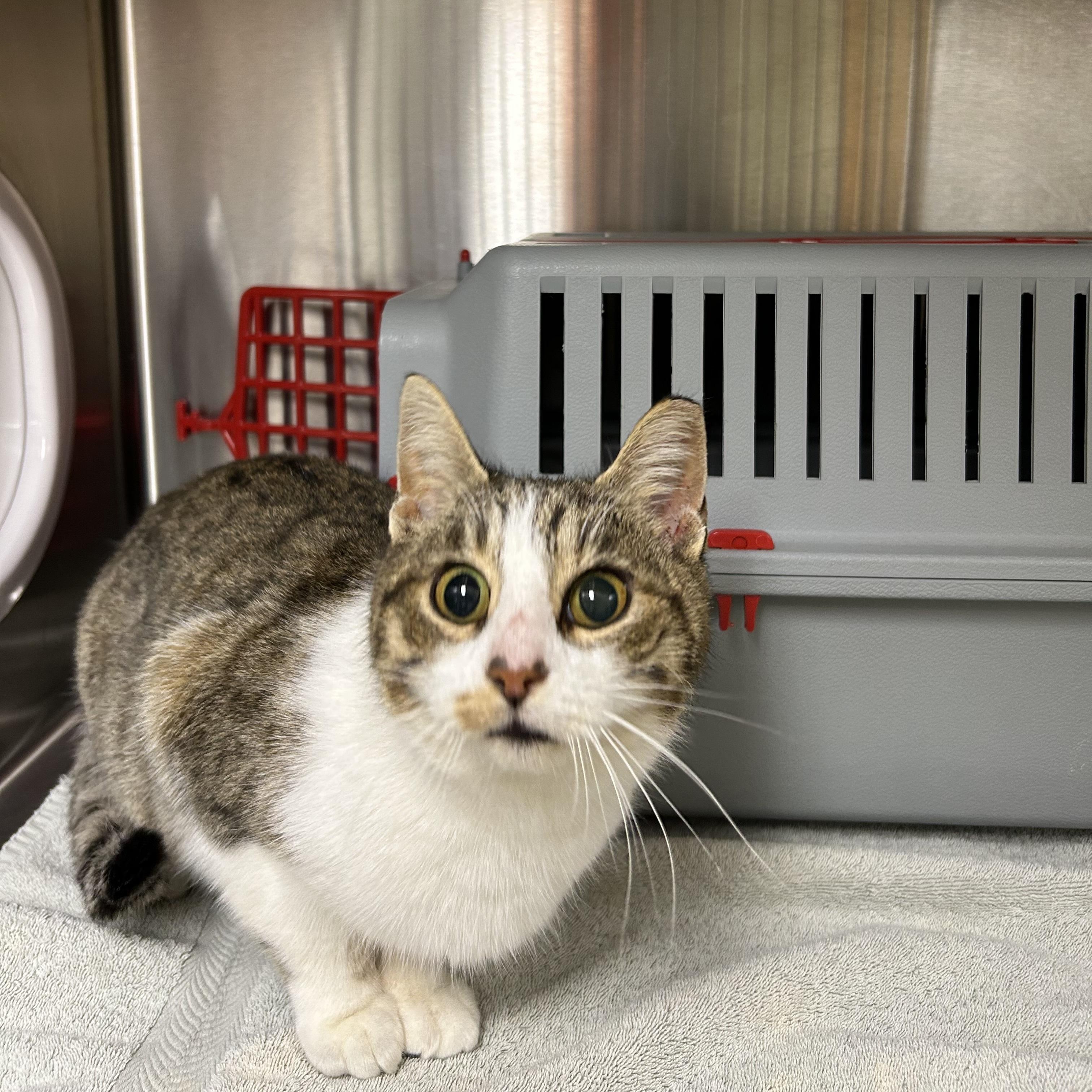 Enlarge Madeline, a Adoptable Domestic Short Hair image 1/1