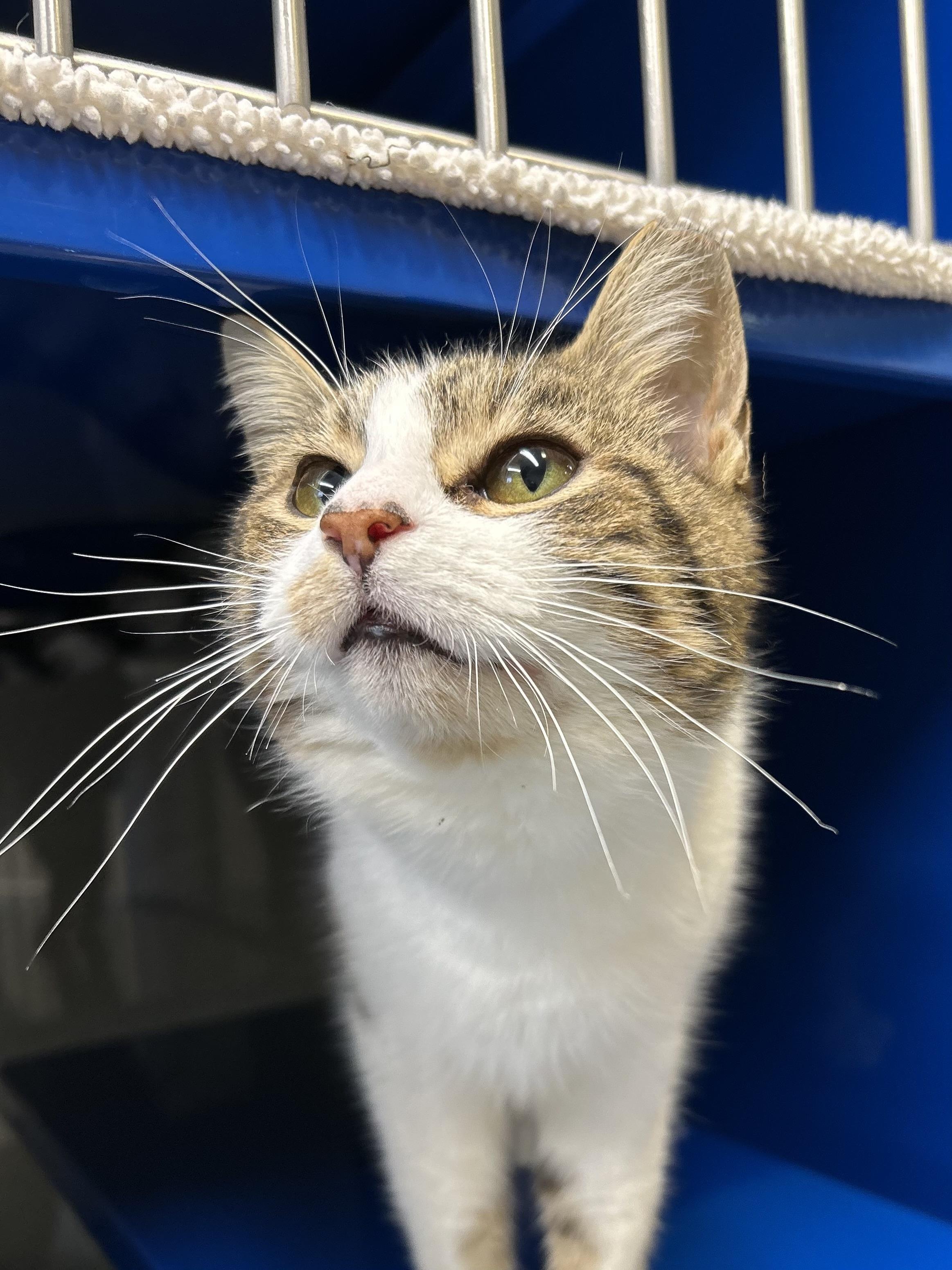 Enlarge Madeline, an adopted Domestic Short Hair in Caledon, ON image 4/4