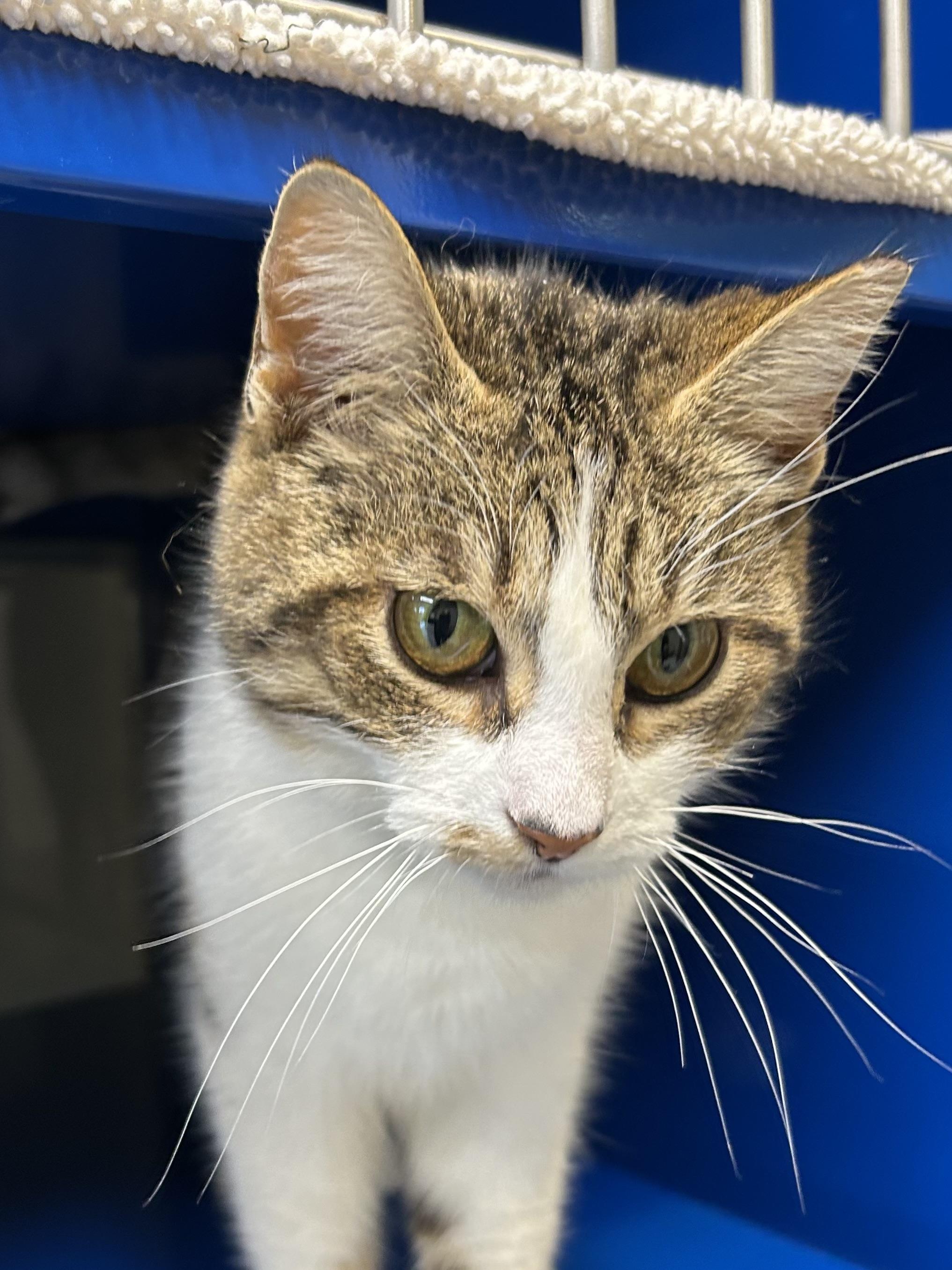 Enlarge Madeline, an adopted Domestic Short Hair in Caledon, ON image 1/4