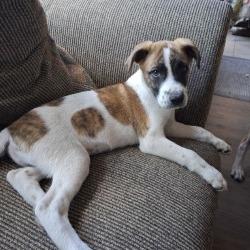 Chicken, Adoptable, Puppy Male Shepherd & Mixed Breed.