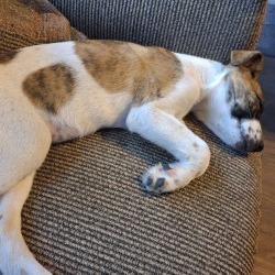 Enlarge Chicken, a Adoptable mixed breed in San Antonio, TX image 2/5