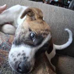 Enlarge Chicken, a Adoptable mixed breed in San Antonio, TX image 3/5