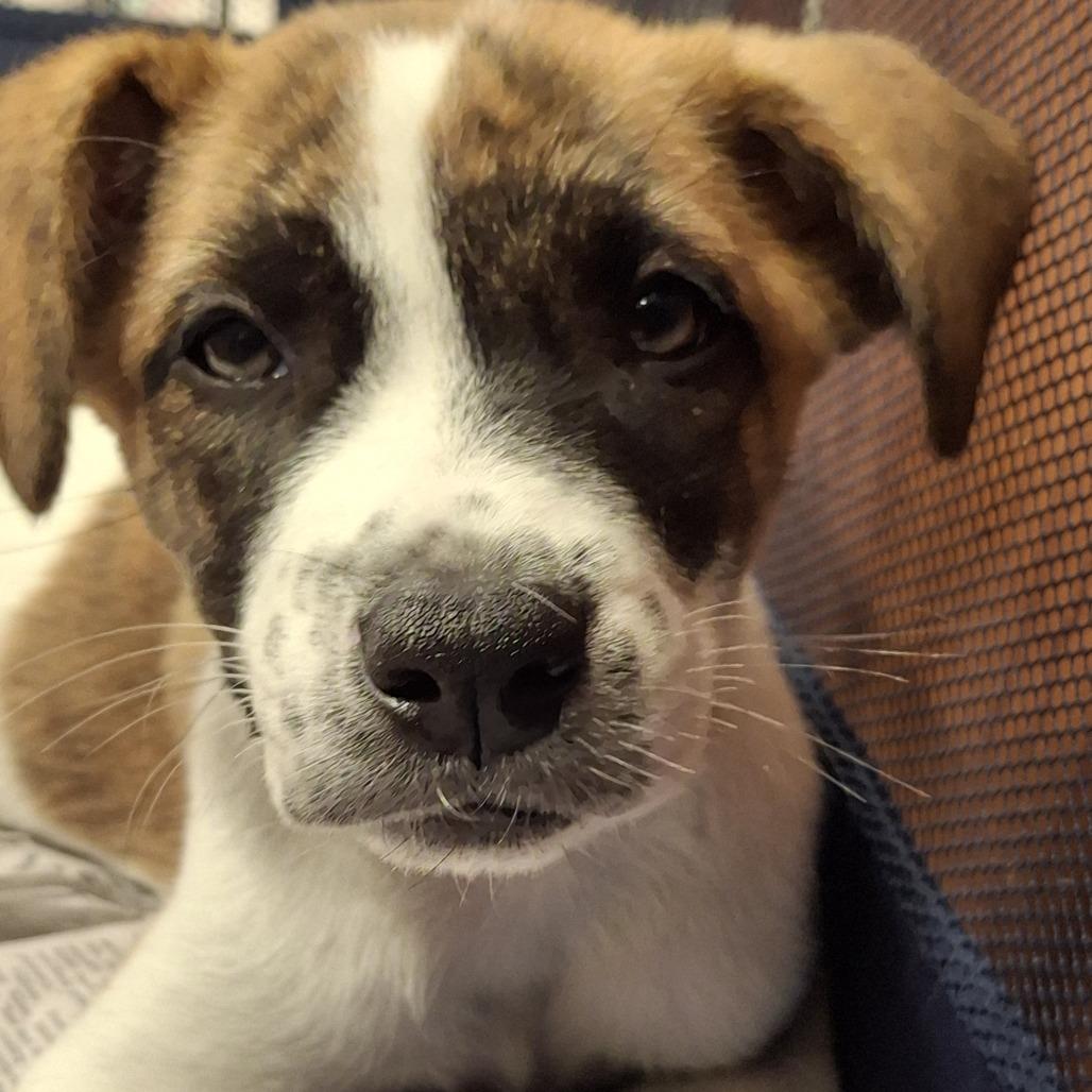 Enlarge Chicken, a Adoptable mixed breed in San Antonio, TX image 4/5
