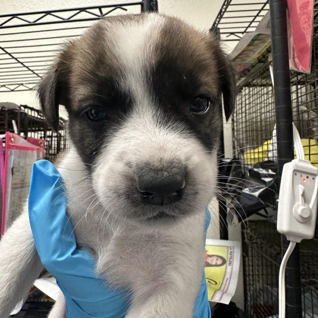 Enlarge Chicken, a Adoptable mixed breed in San Antonio, TX image 5/5