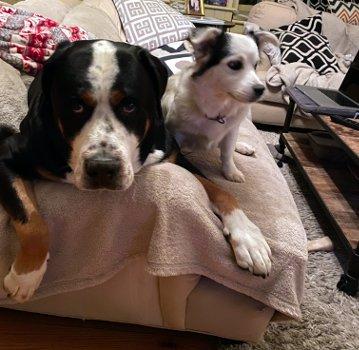 Coco, Adoptable, Puppy Female Australian Cattle Dog / Blue Heeler & Corgi.