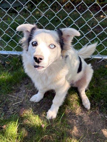 Coco, a Adoptable mixed breed in Bedford Hills, NY image 2/4