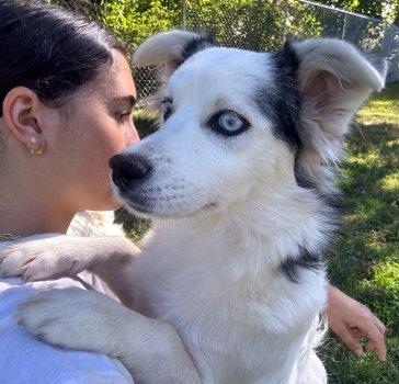 Coco, a Adoptable mixed breed in Bedford Hills, NY image 3/4