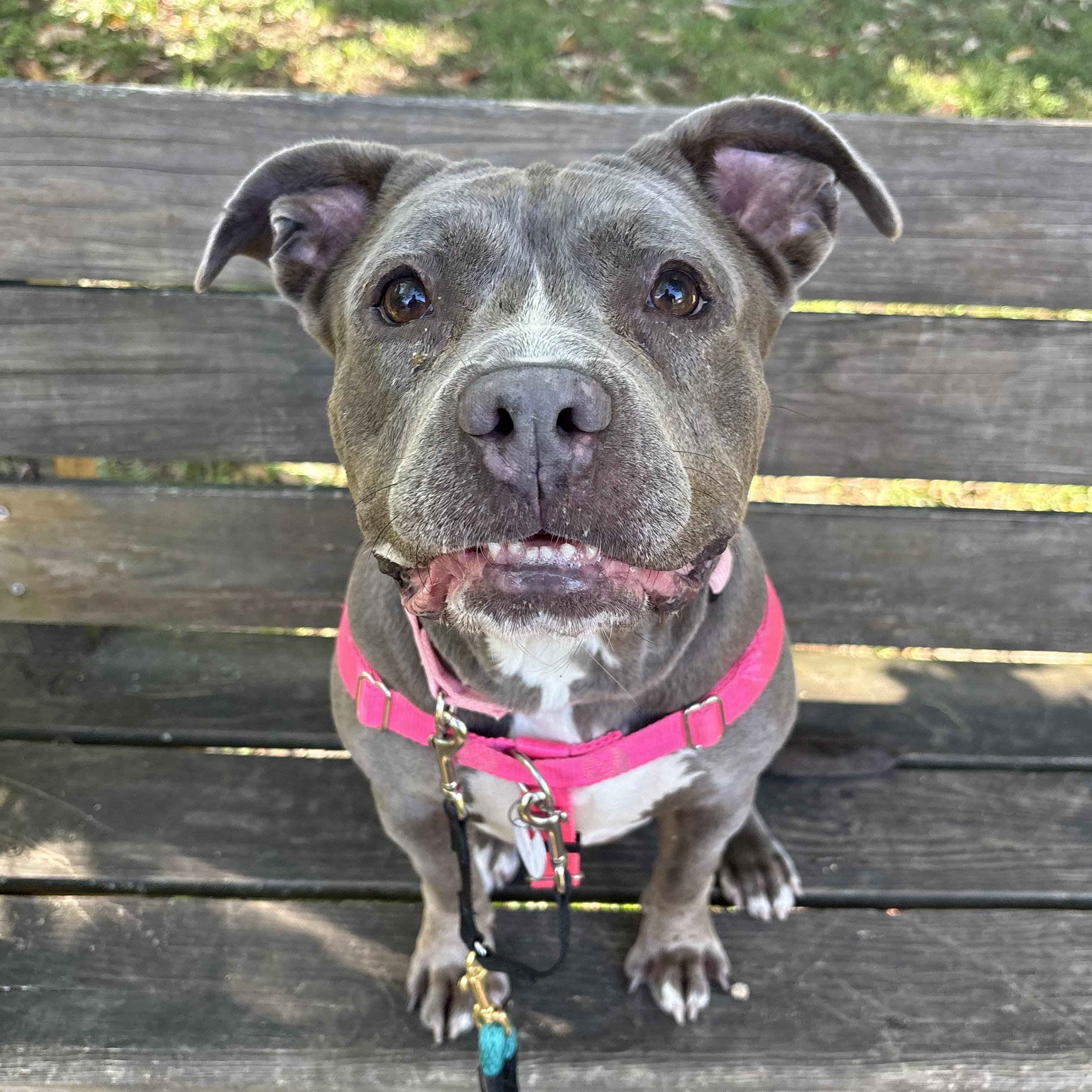 Enlarge Mocha, a Adoptable mixed breed in Eatontown, NJ image 1/6