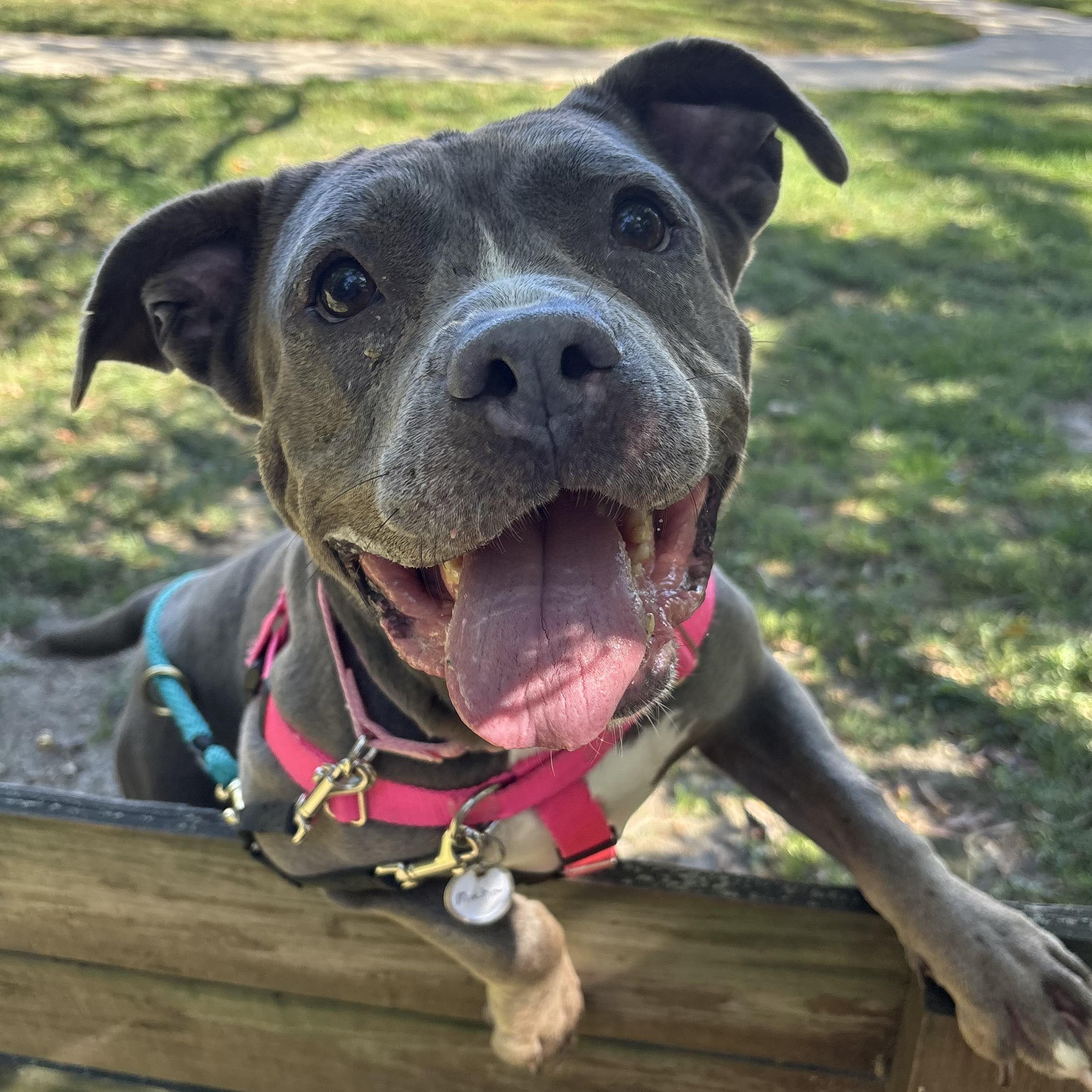 Enlarge Mocha, a Adoptable mixed breed in Eatontown, NJ image 2/6