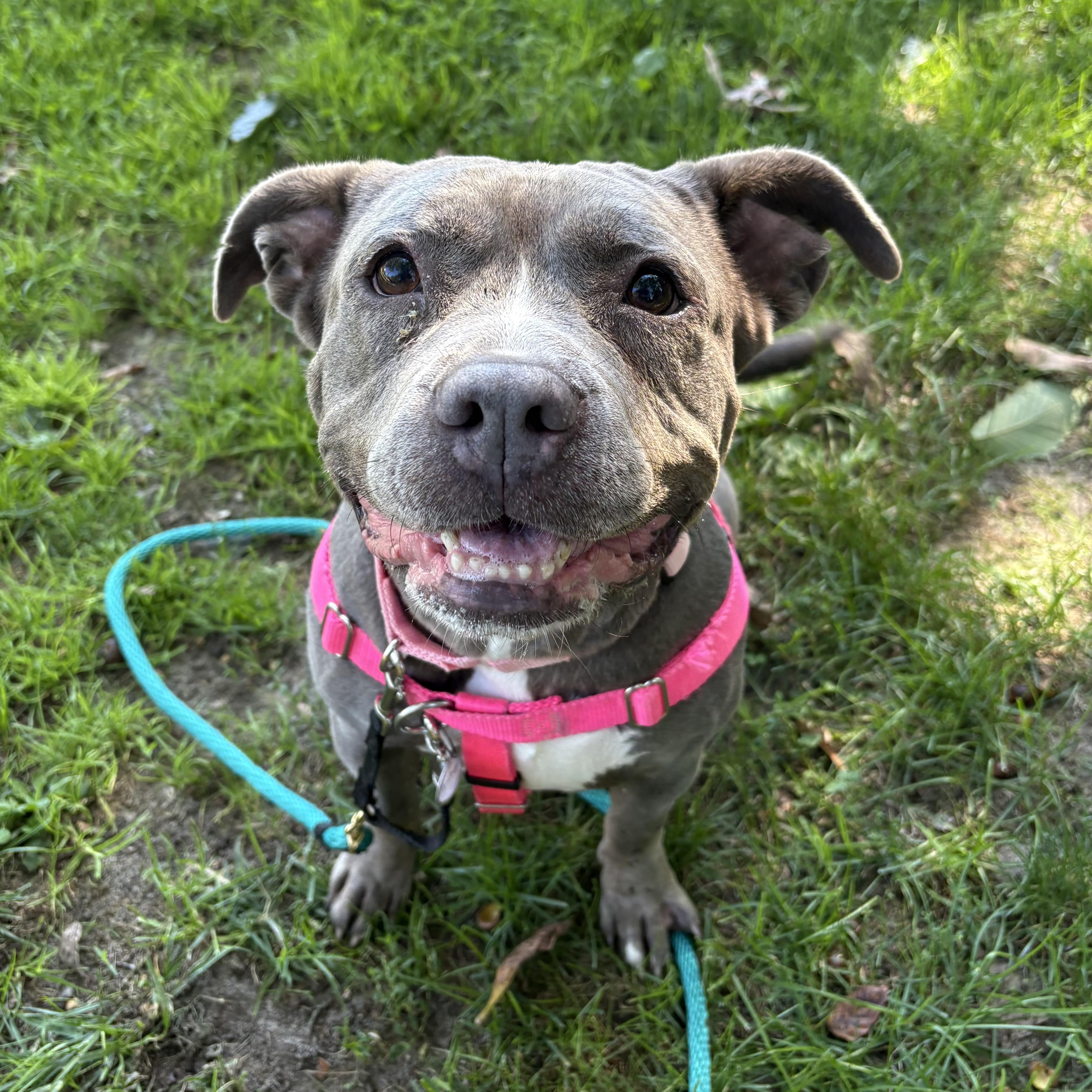 Enlarge Mocha, a Adoptable mixed breed in Eatontown, NJ image 3/6