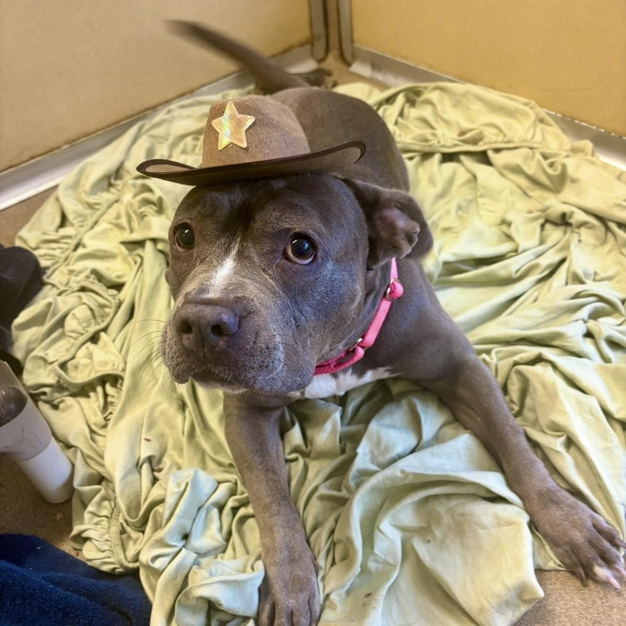 Enlarge Mocha, a Adoptable mixed breed in Eatontown, NJ image 4/6