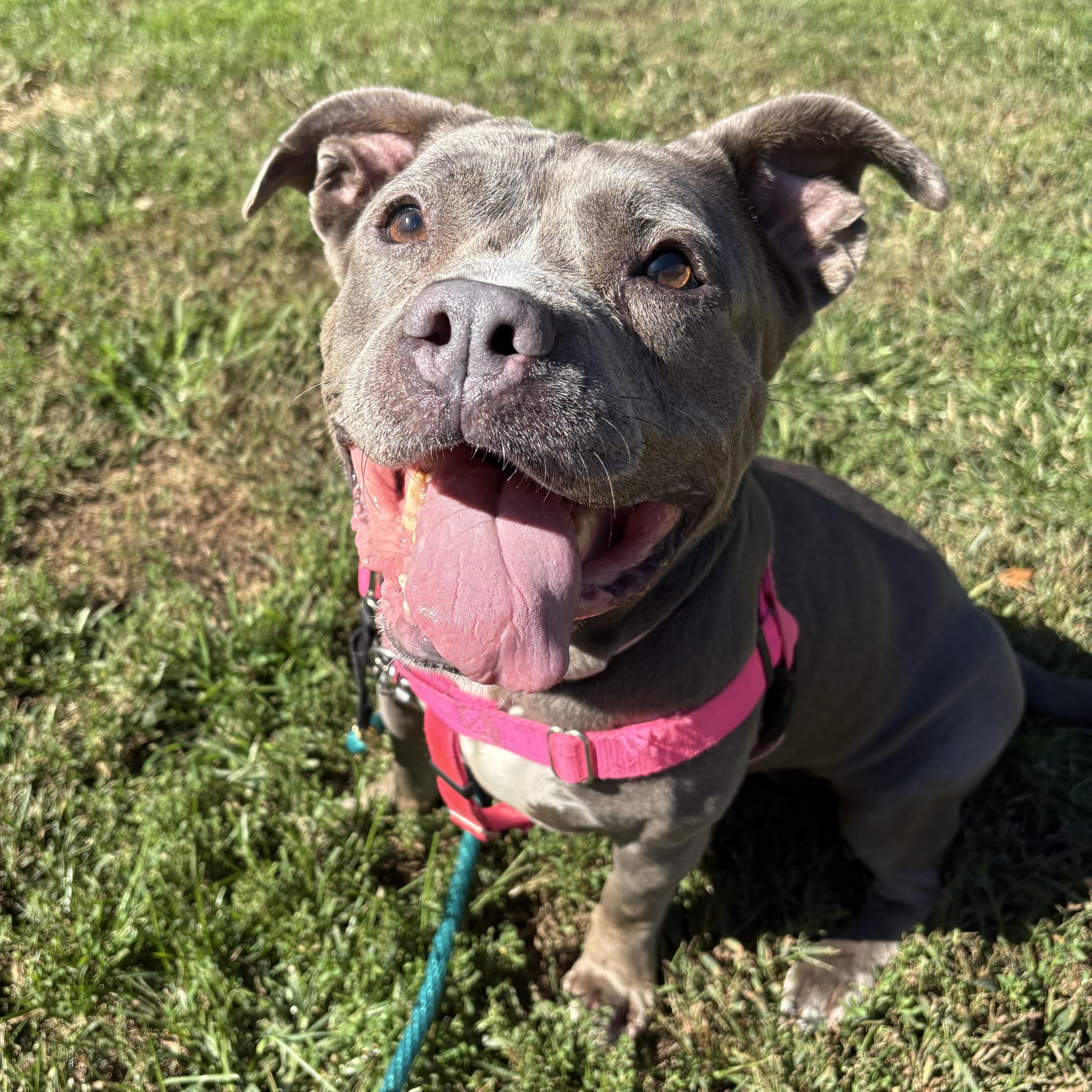 Enlarge Mocha, a Adoptable mixed breed in Eatontown, NJ image 5/6