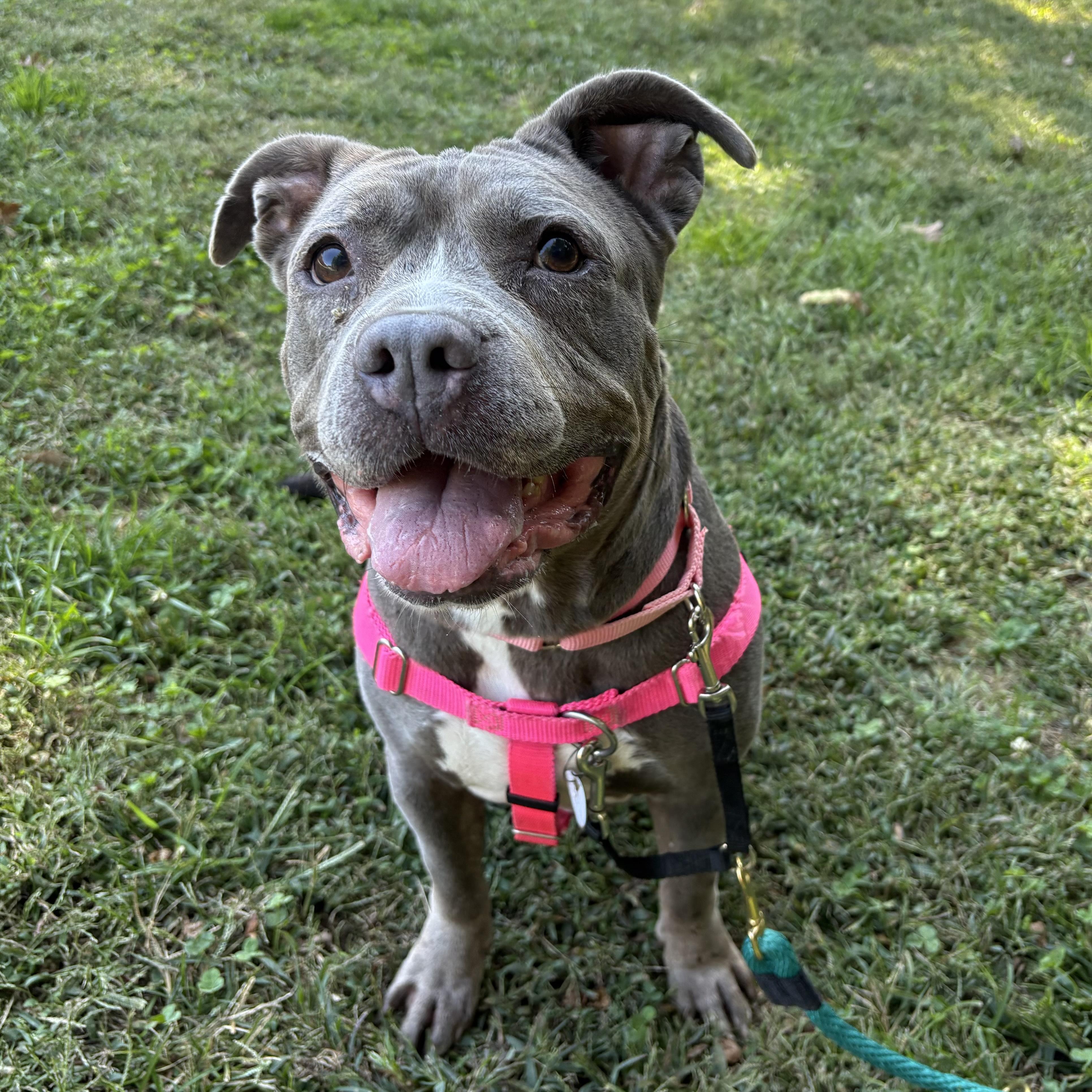 Enlarge Mocha, a Adoptable mixed breed in Eatontown, NJ image 6/6