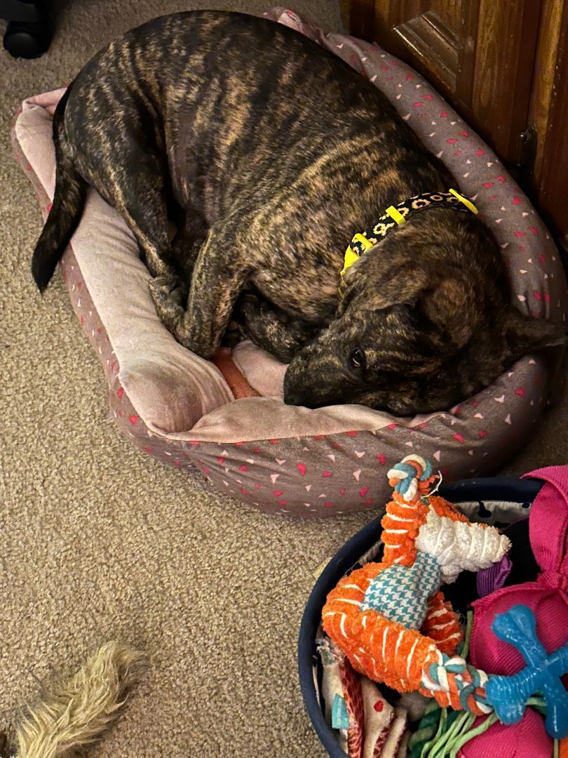 Pretty Penny, Adoptable, Adult Female Plott Hound & American Staffordshire Terrier.